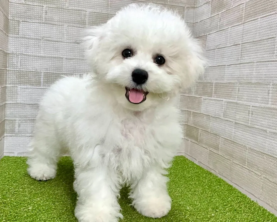 ビションフリーゼ