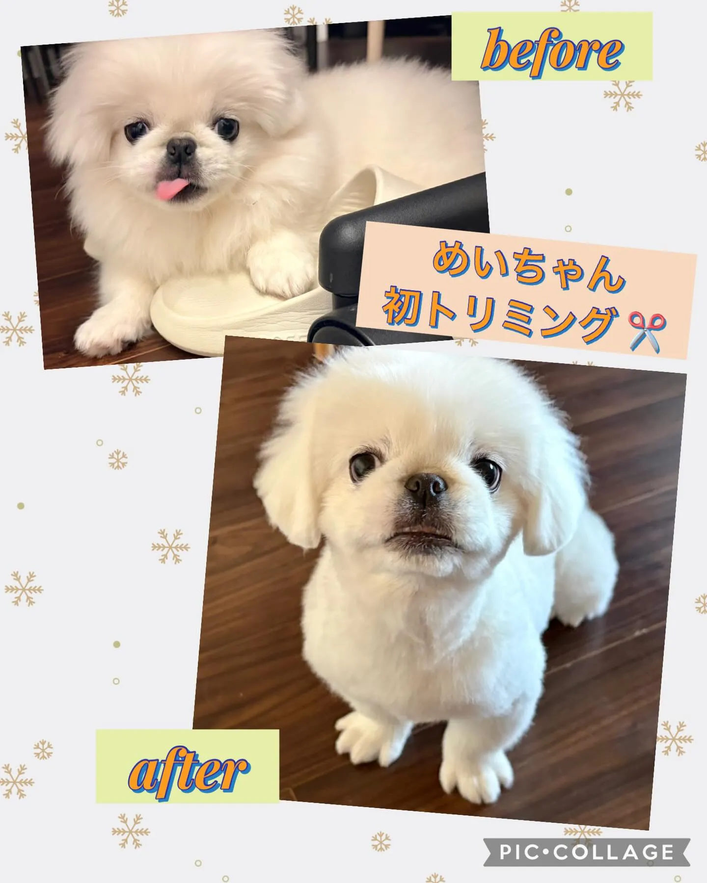 こんばんわんこ🐾