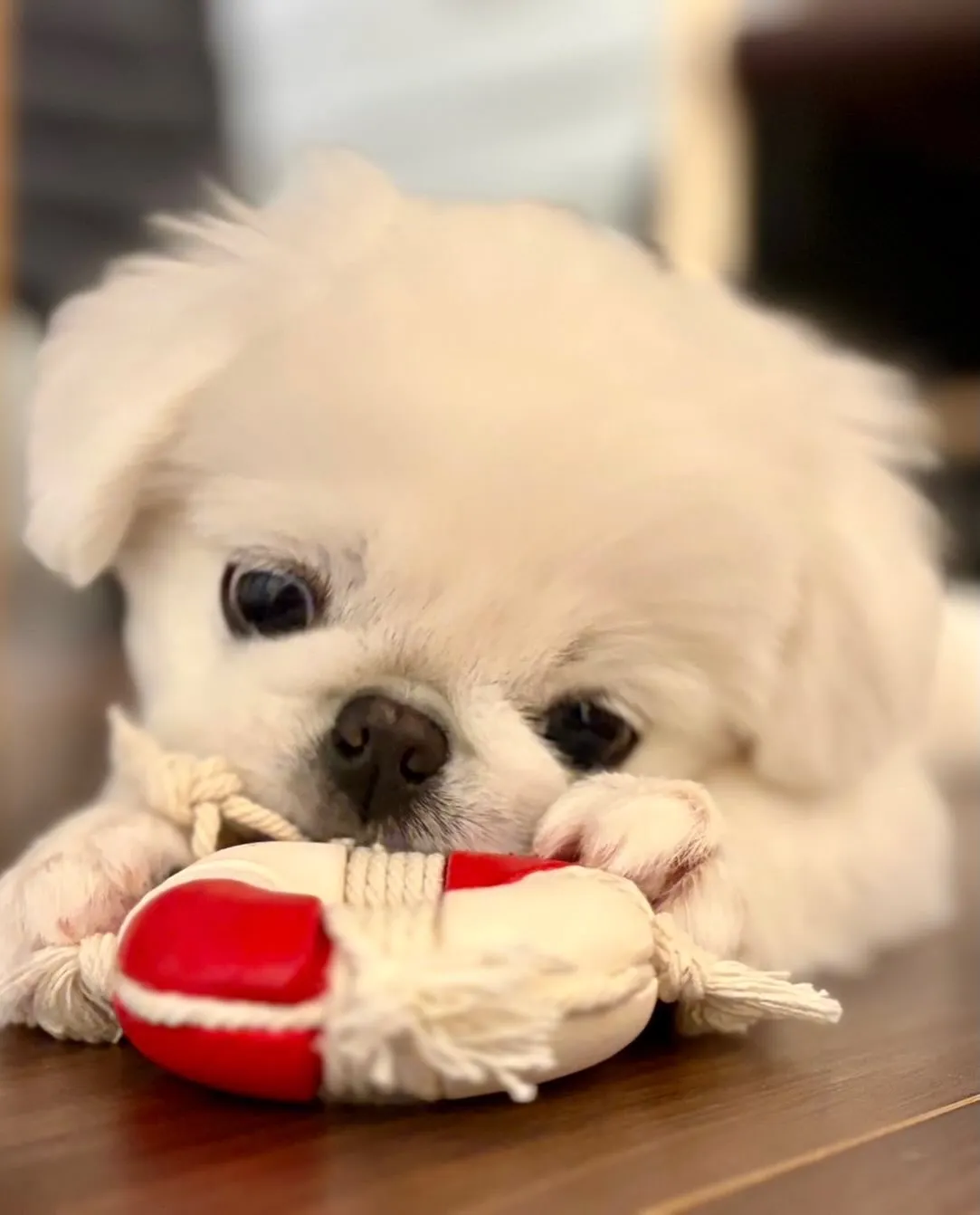 こんばんわんこ🐾