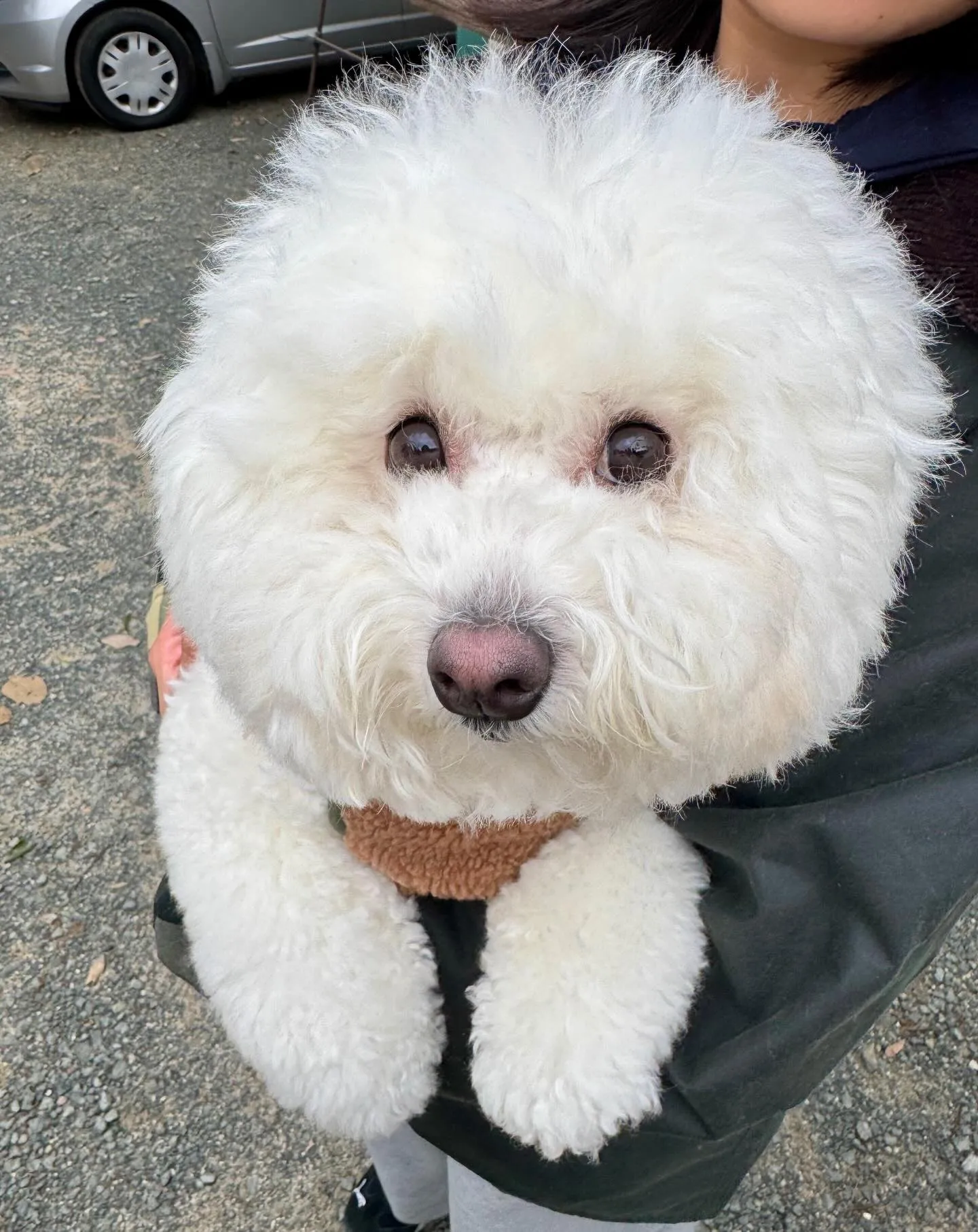 こんばんわんこ🐾