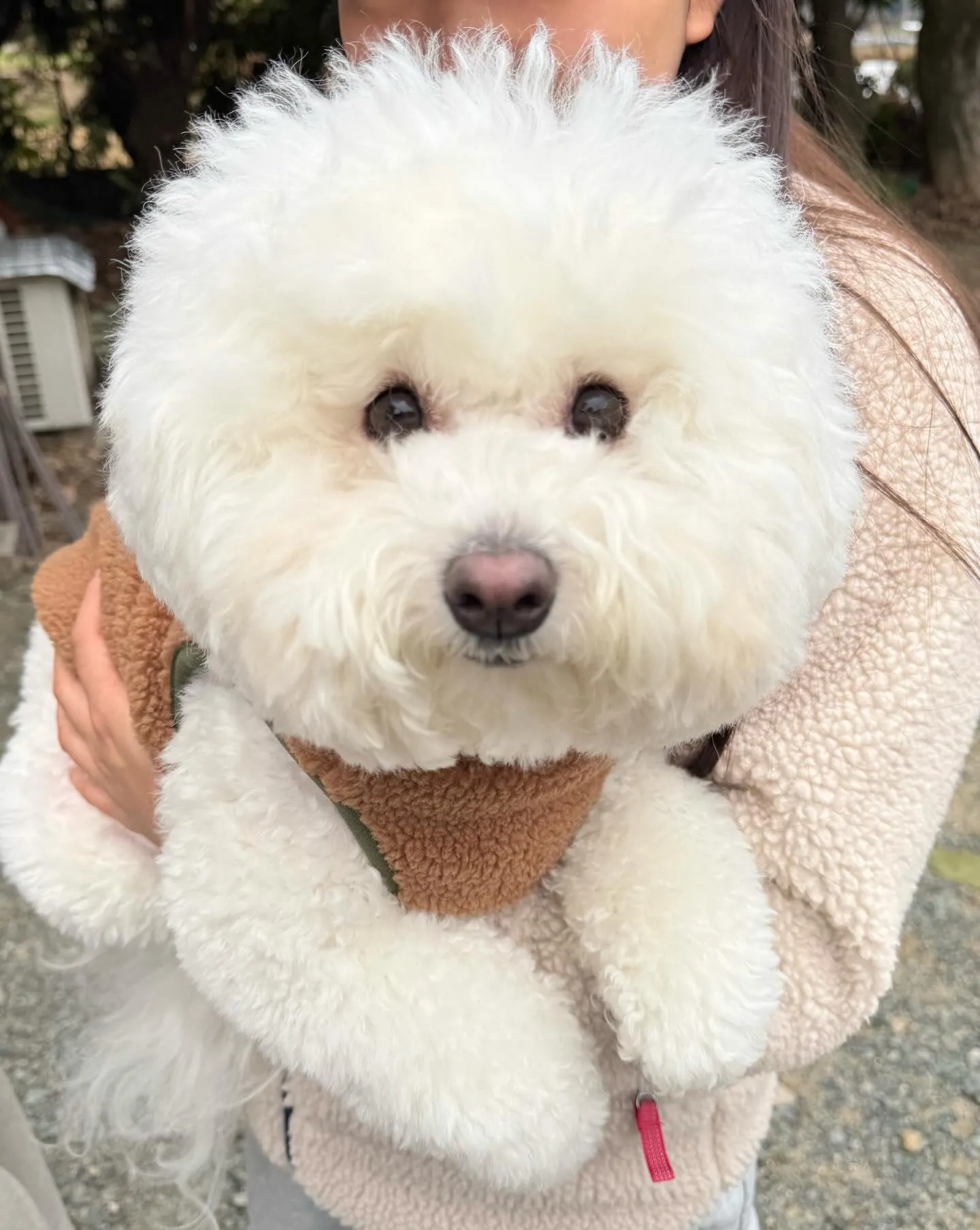 こんばんわんこ🐾