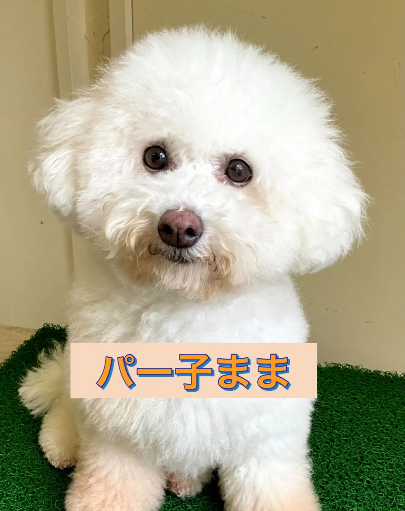 こんばんわんこ🐾