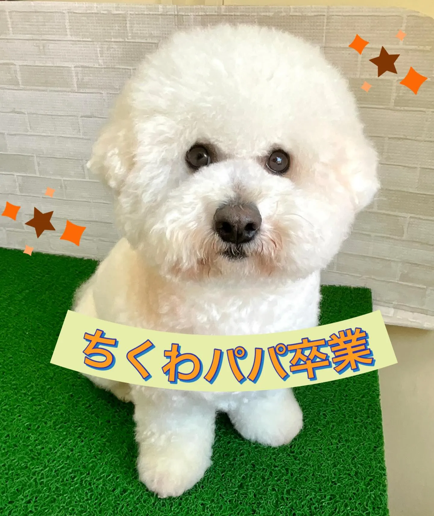 こんにちわんこ🐾