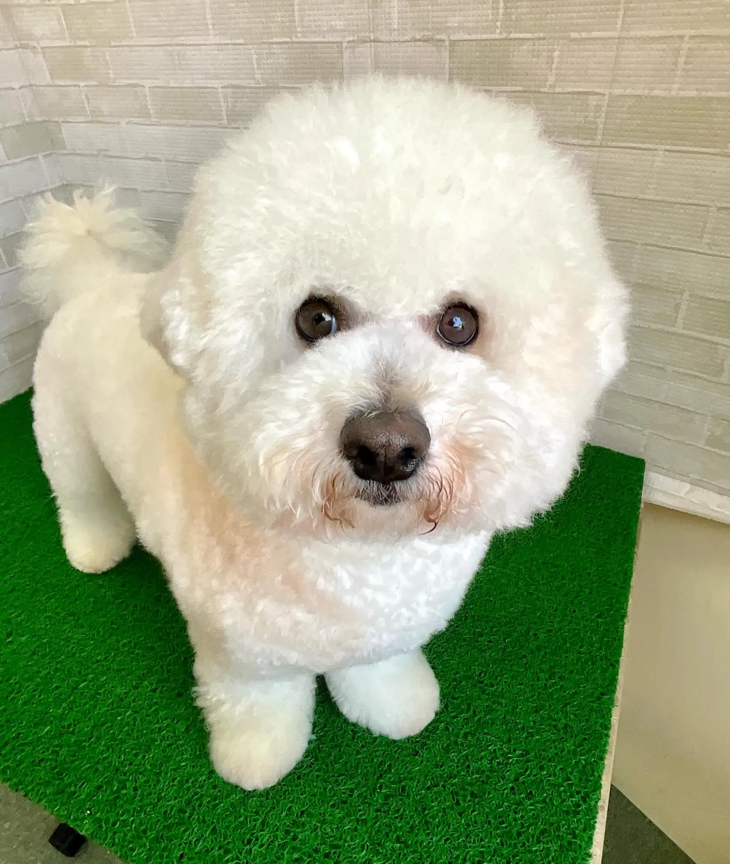 こんにちわんこ🐾