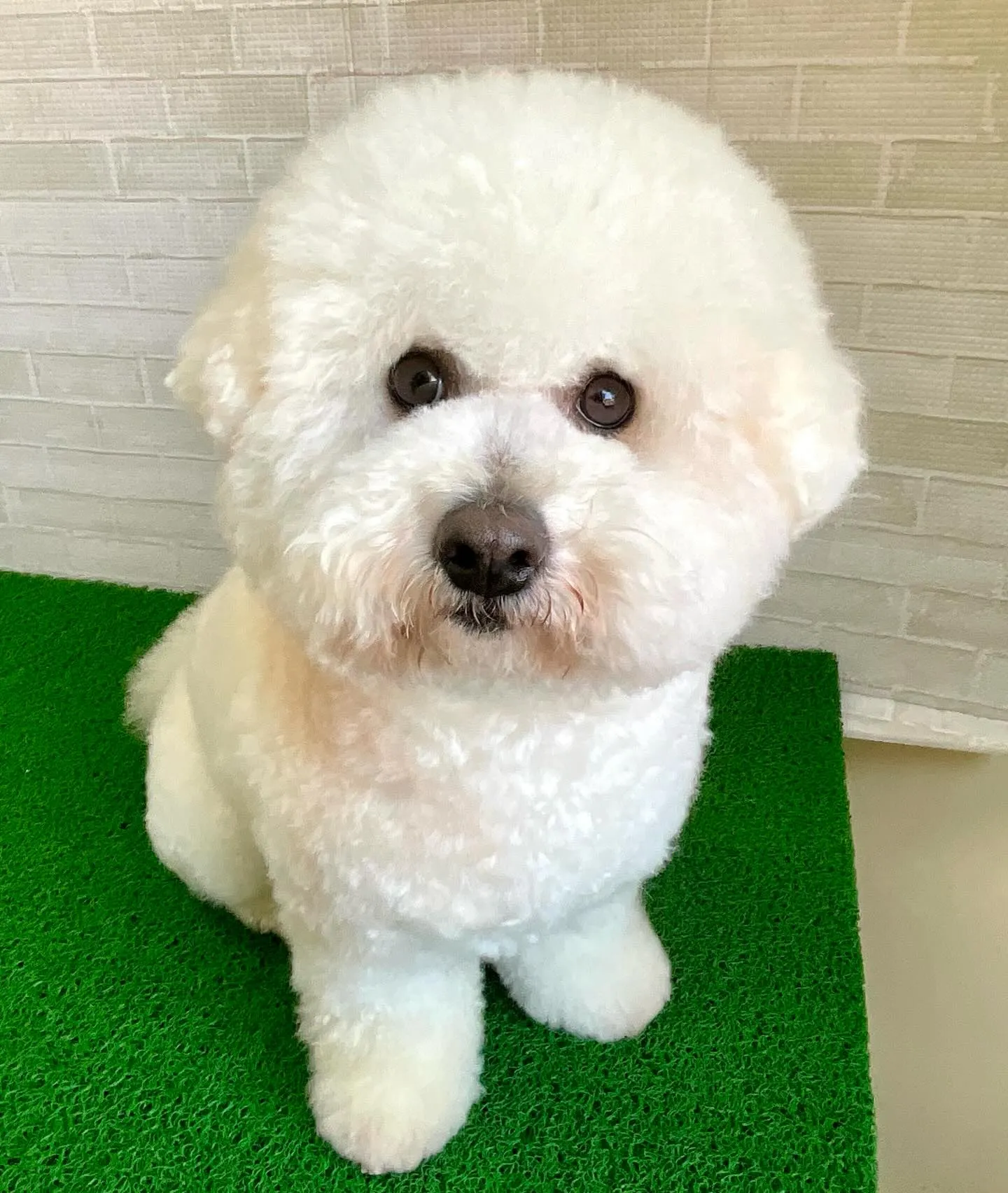 こんにちわんこ🐾