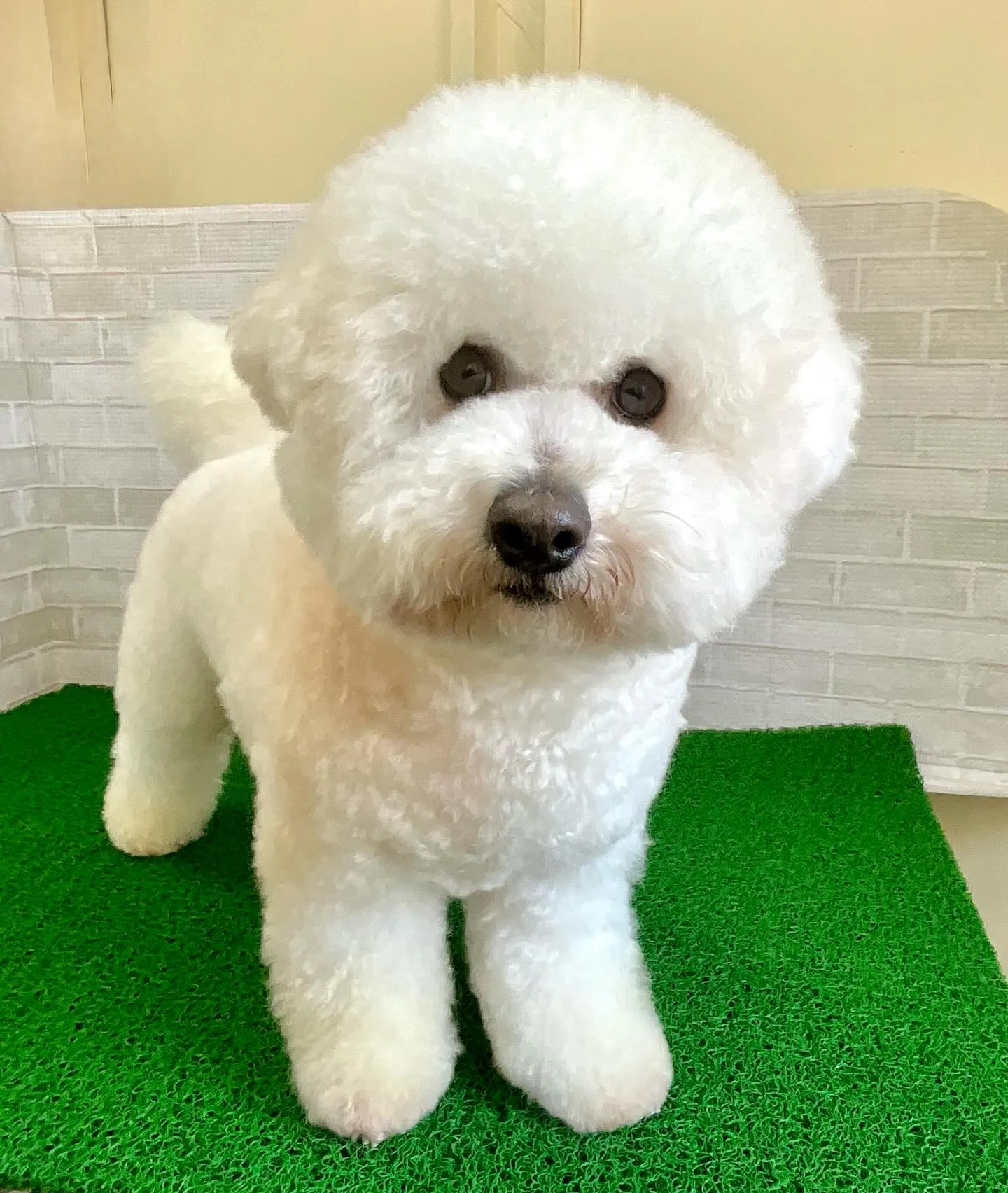 こんにちわんこ🐾