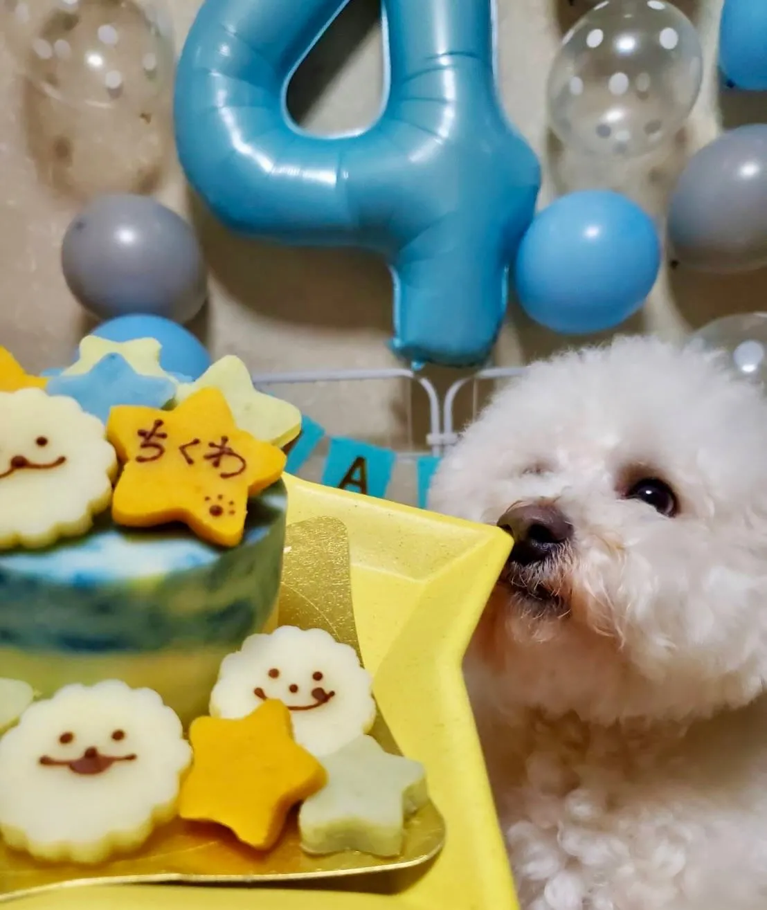 こんにちわんこ🐾