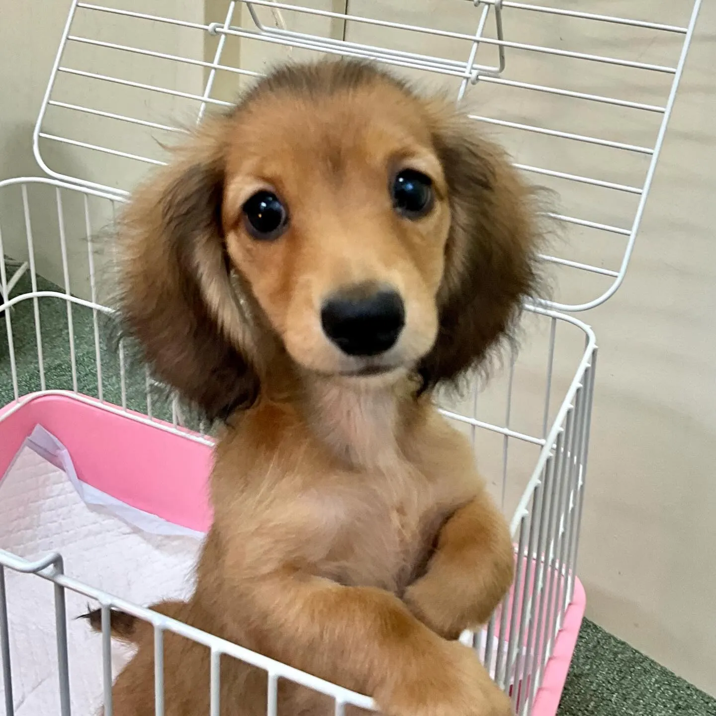 ＊＊ 巣立ち ＊＊