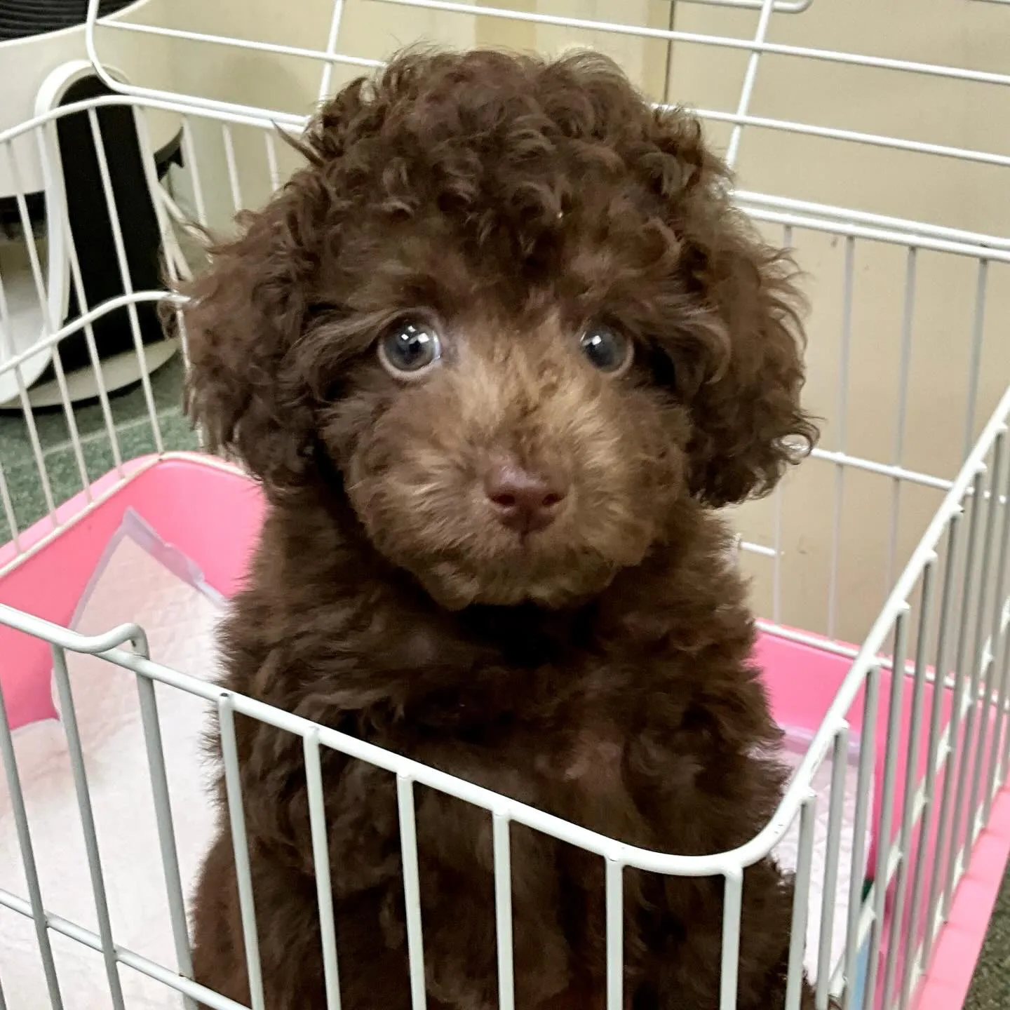 ＊＊ 巣立ち ＊＊