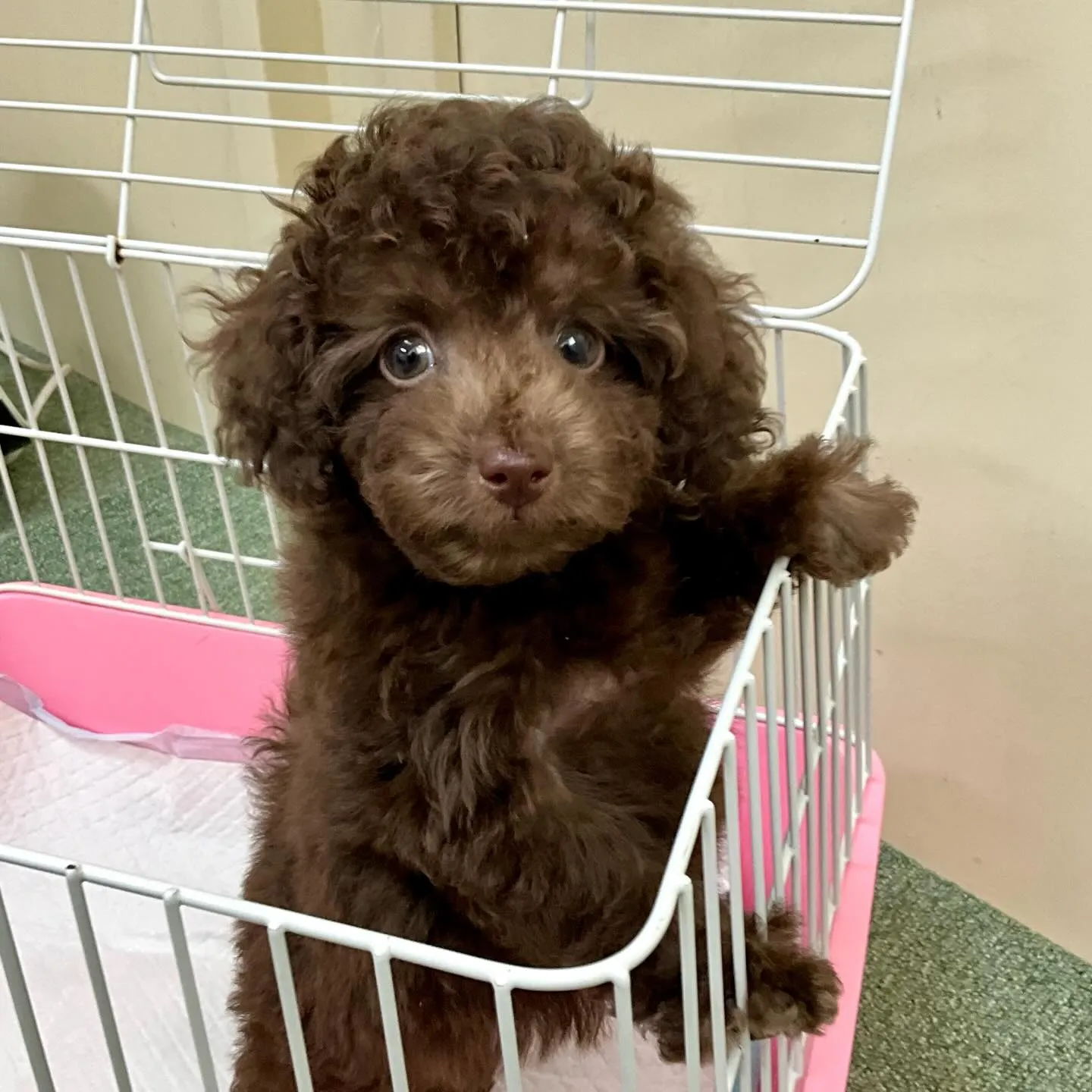 ＊＊ 巣立ち ＊＊