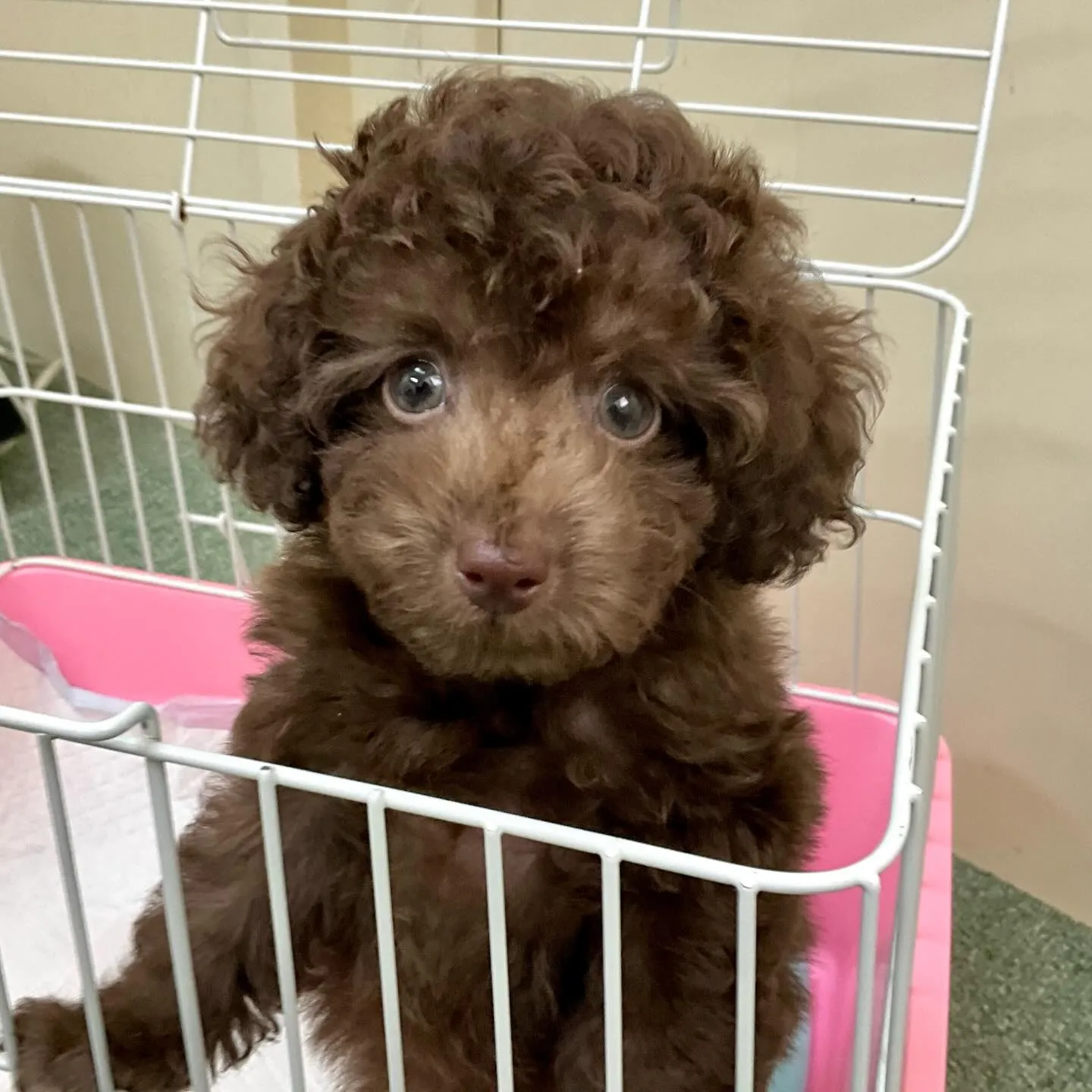 ＊＊ 巣立ち ＊＊