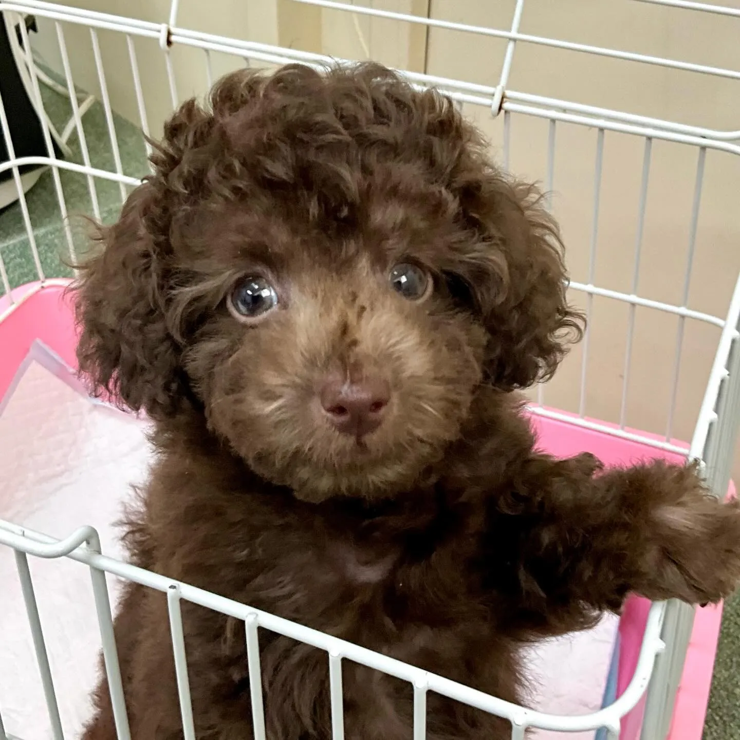 ＊＊ 巣立ち ＊＊