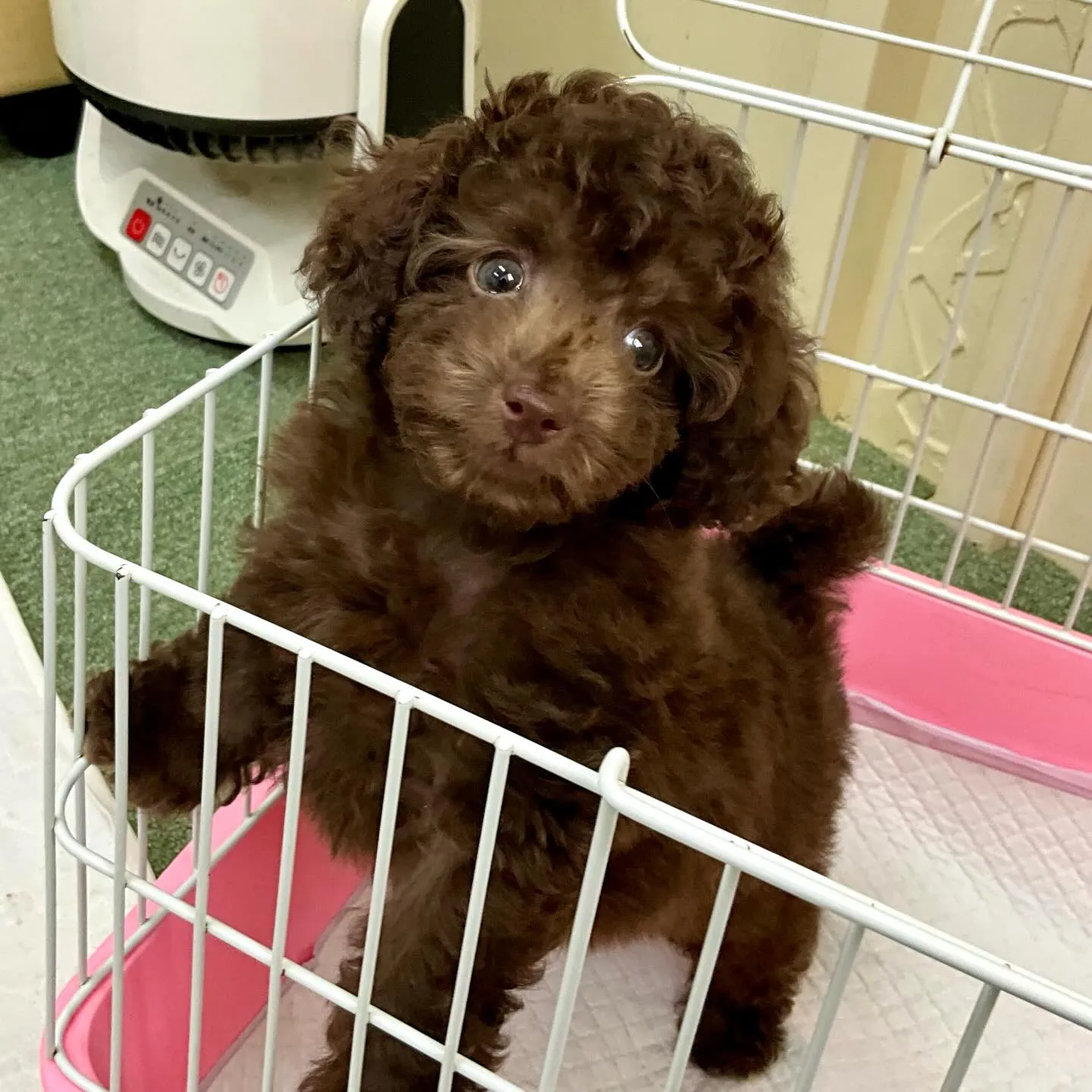 ＊＊ 巣立ち ＊＊