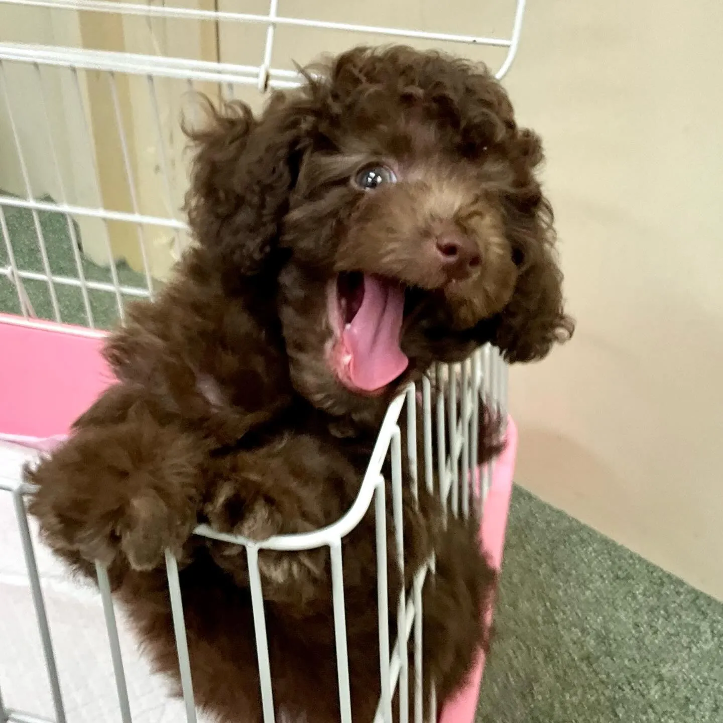 ＊＊ 巣立ち ＊＊