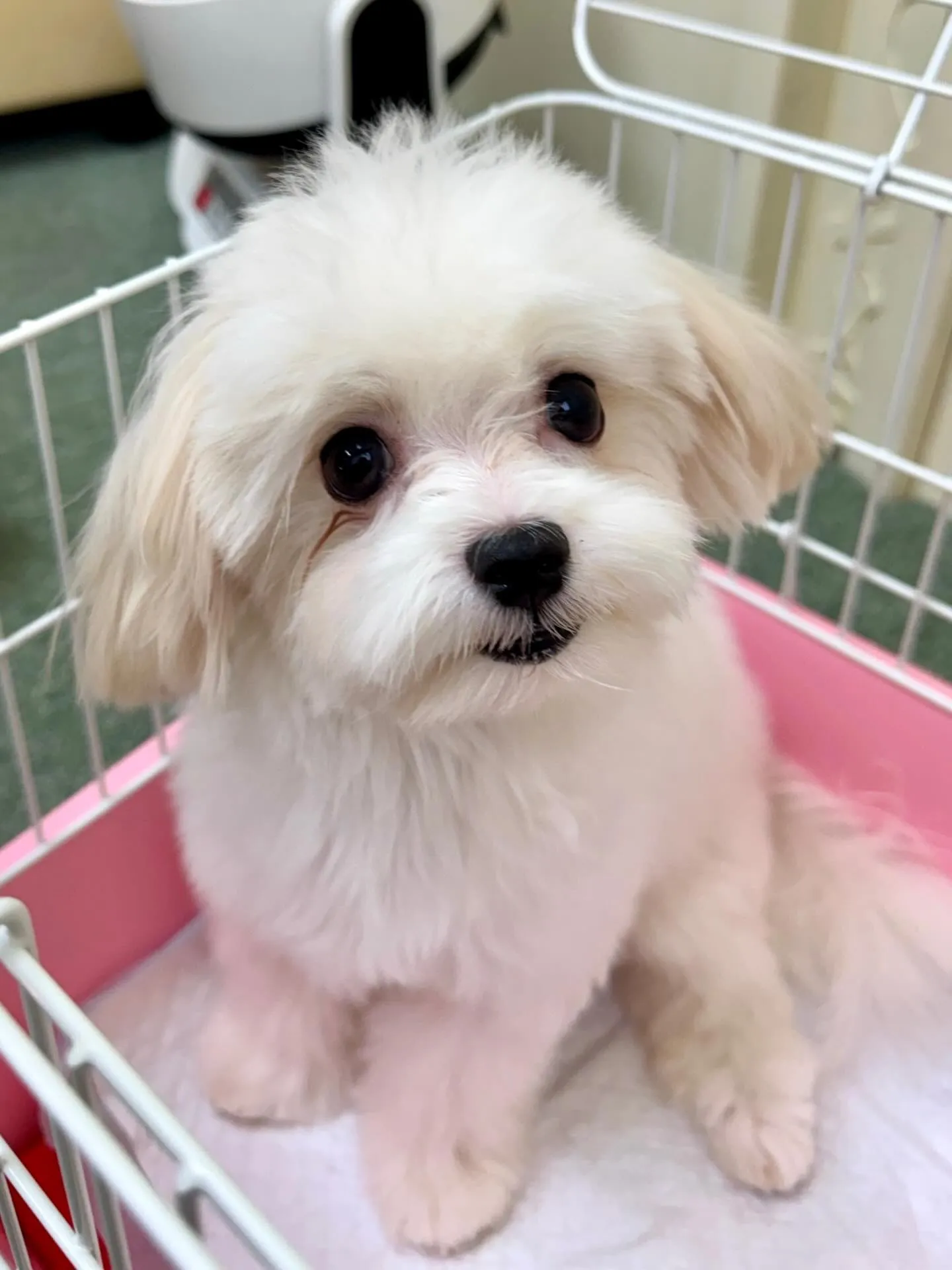 ＊＊ 巣立ち ＊＊