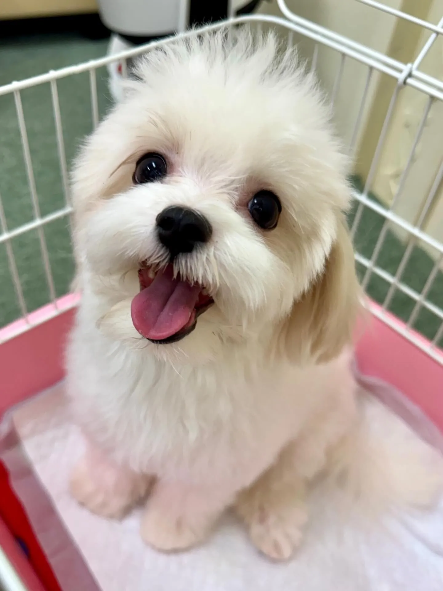 ＊＊ 巣立ち ＊＊