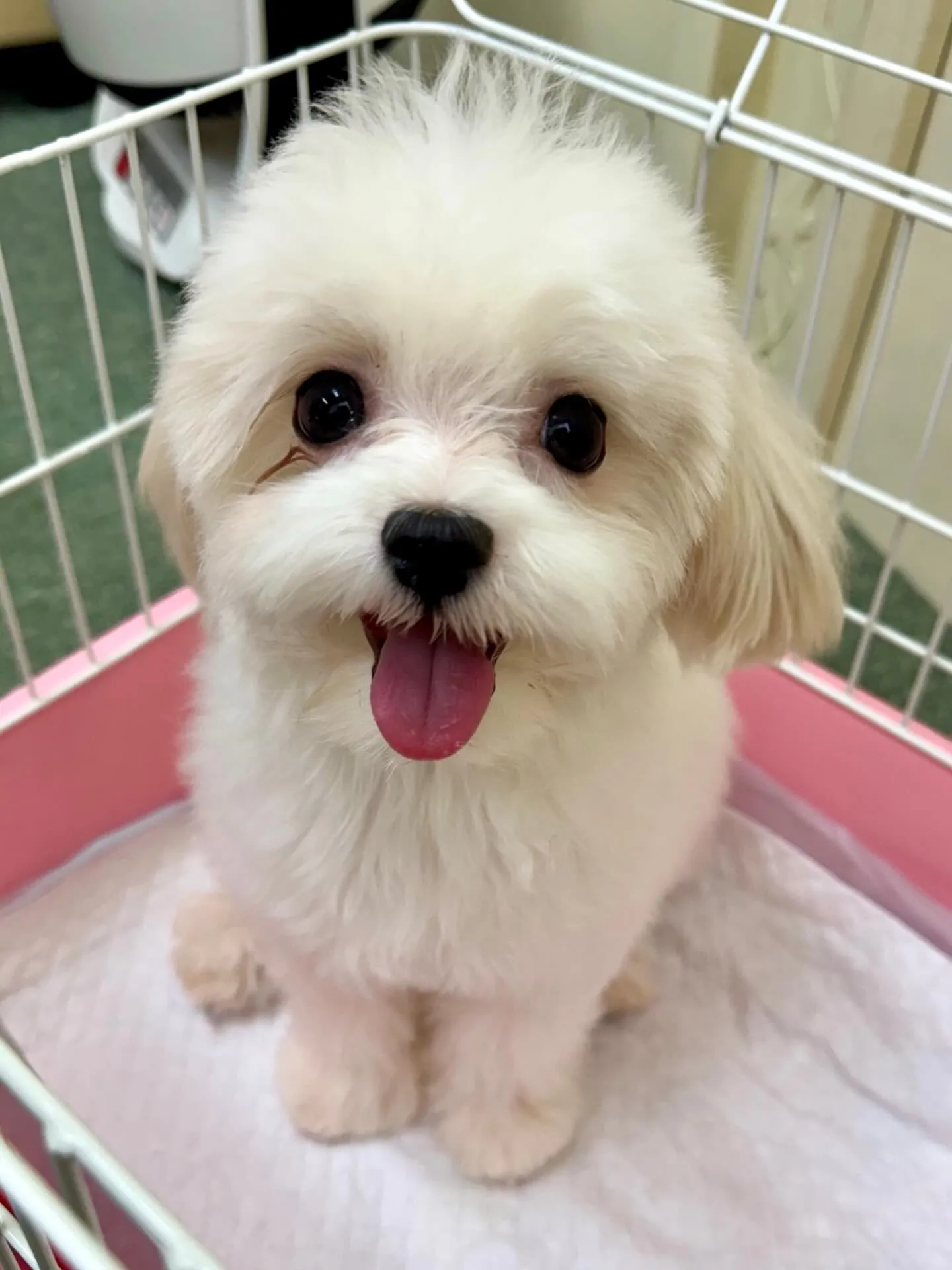 ＊＊ 巣立ち ＊＊