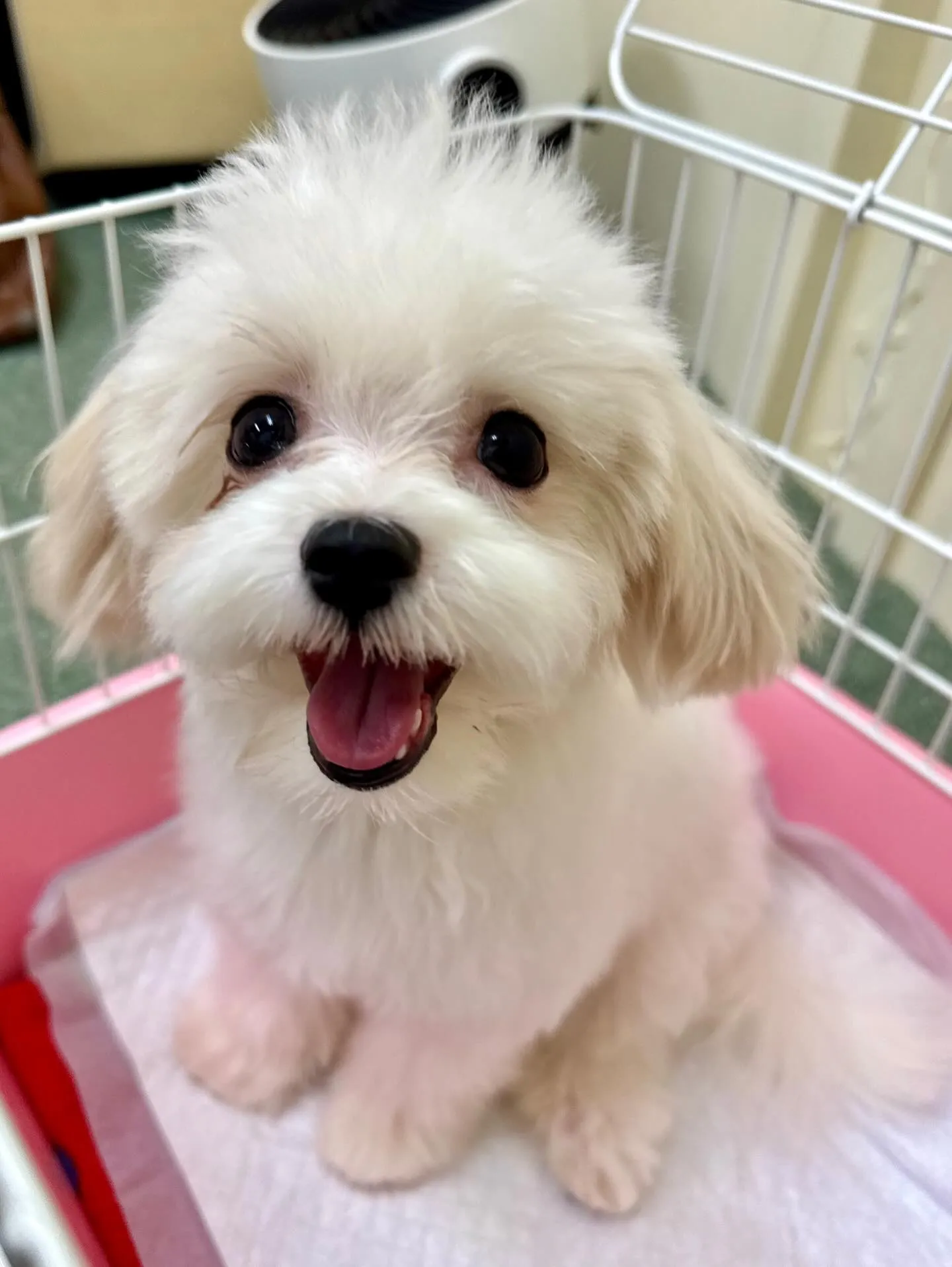 ＊＊ 巣立ち ＊＊