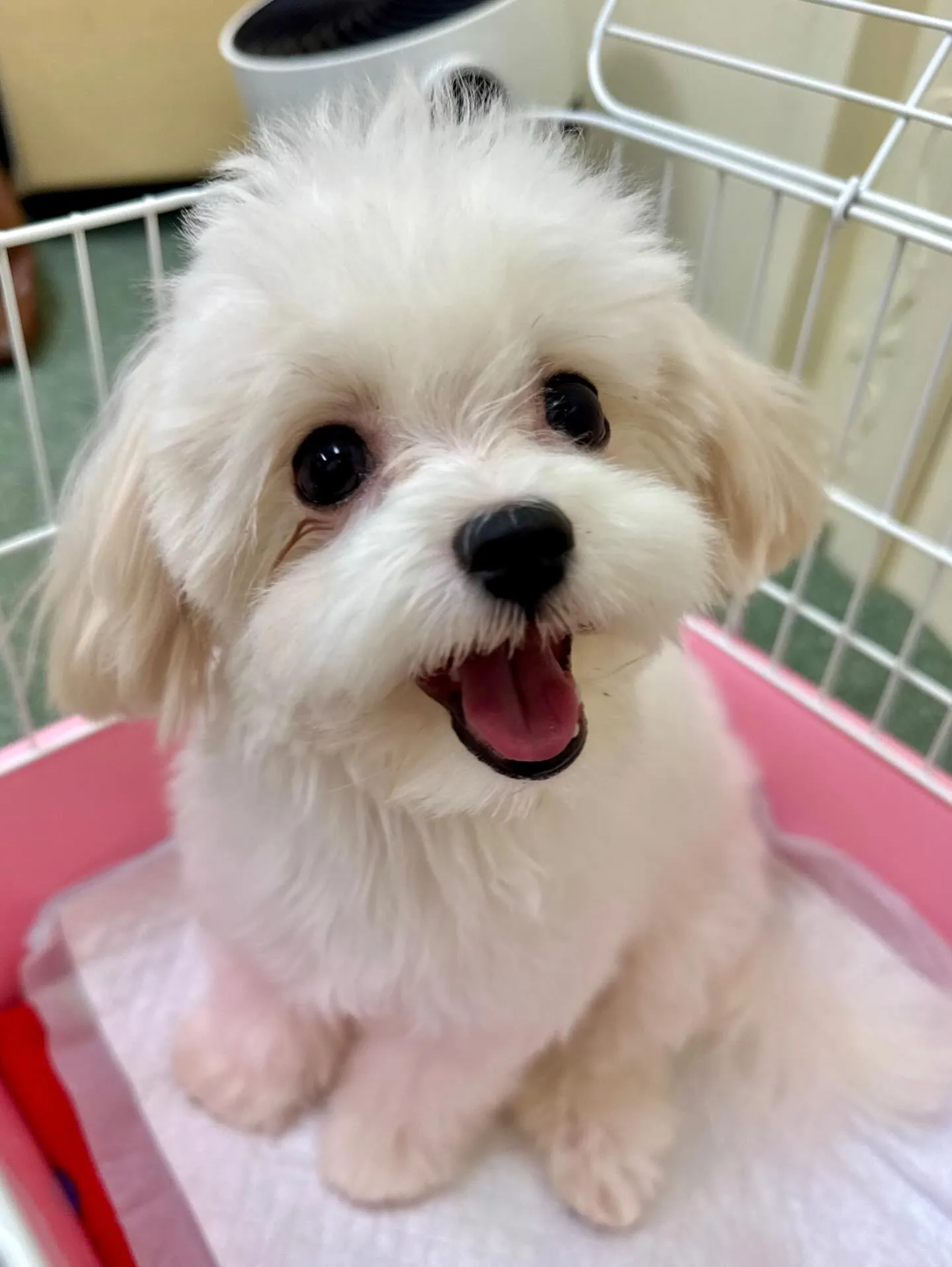 ＊＊ 巣立ち ＊＊