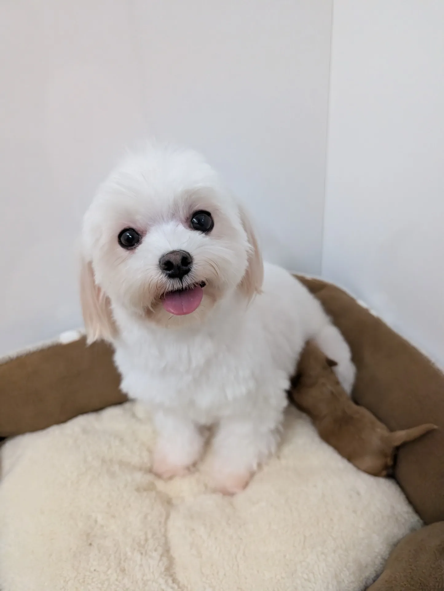 マルプー産まれたよ