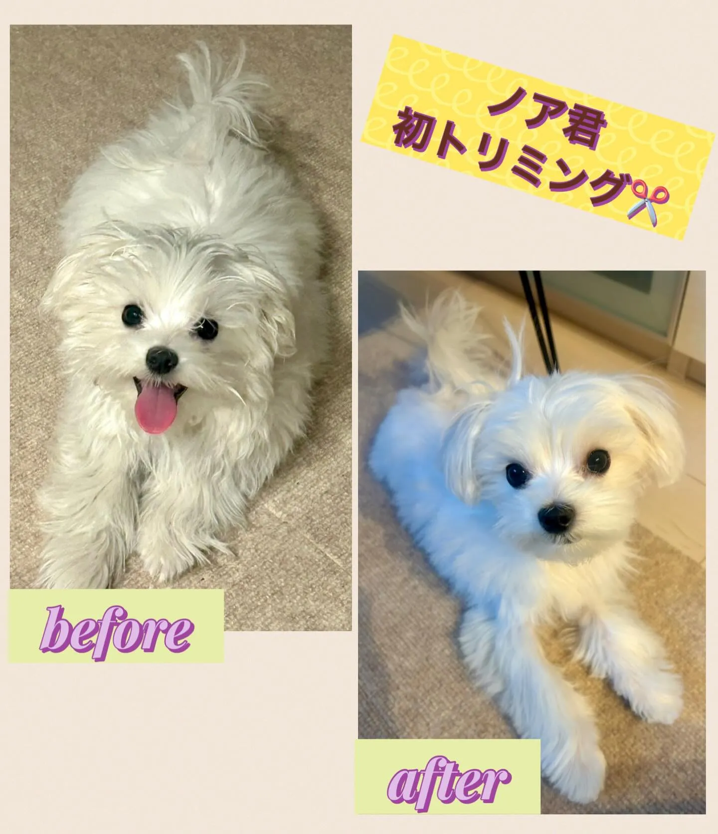 ＊＊ ノア君 初トリミング ✂️ ＊＊