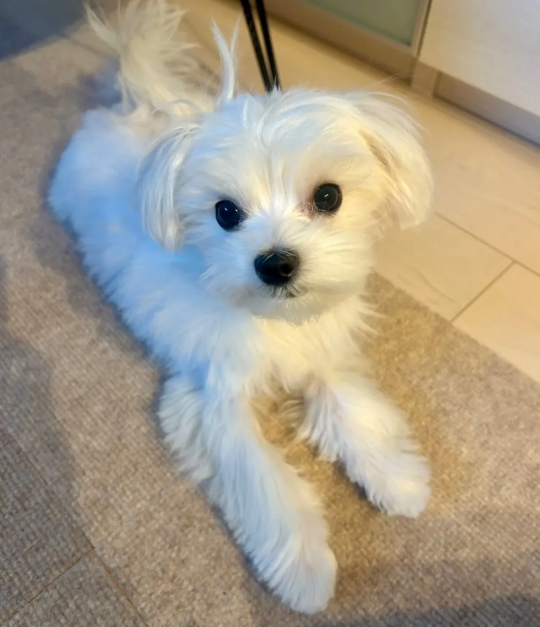 ＊＊ ノア君 初トリミング ✂️ ＊＊