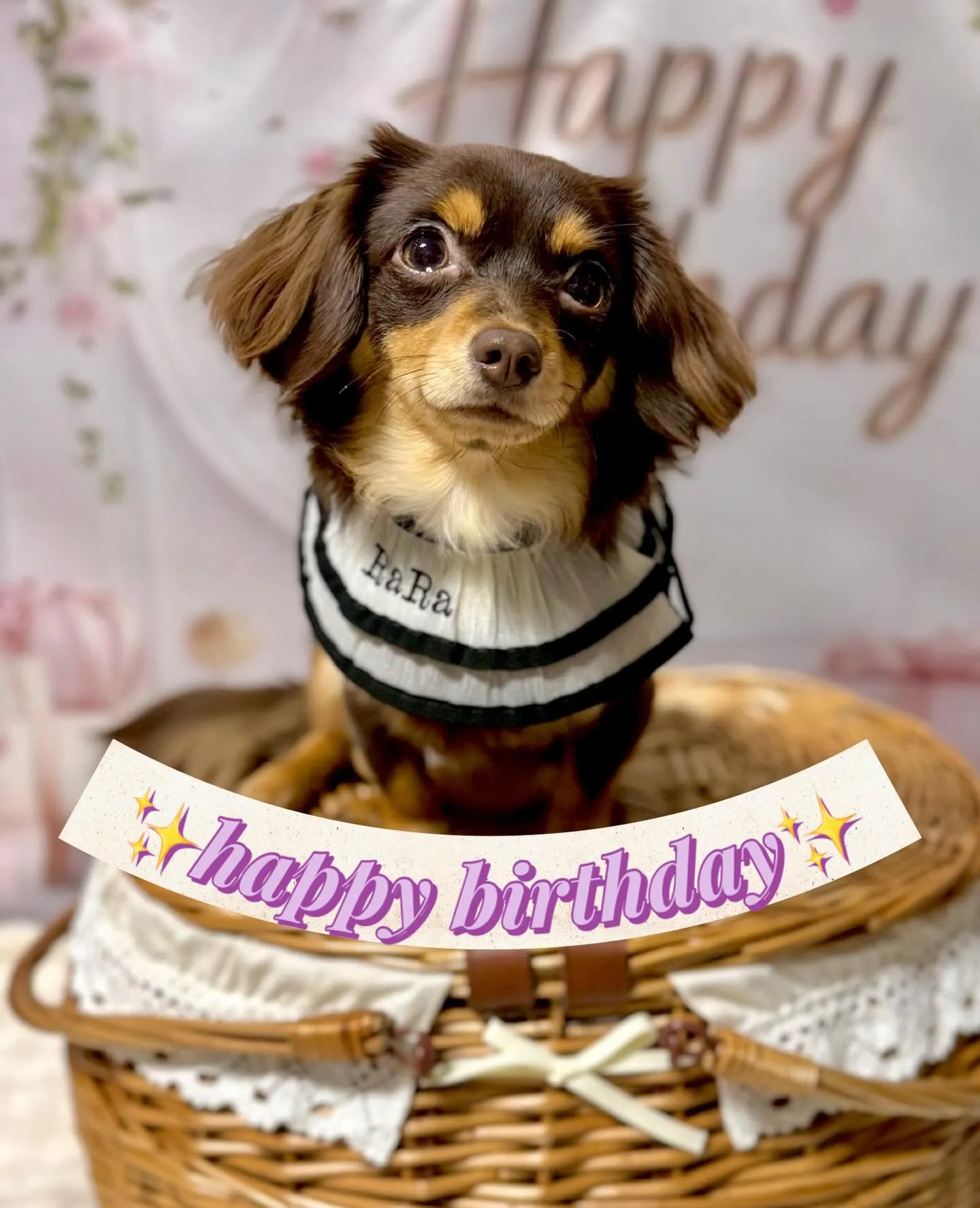 ** ララちゃんバースデー **