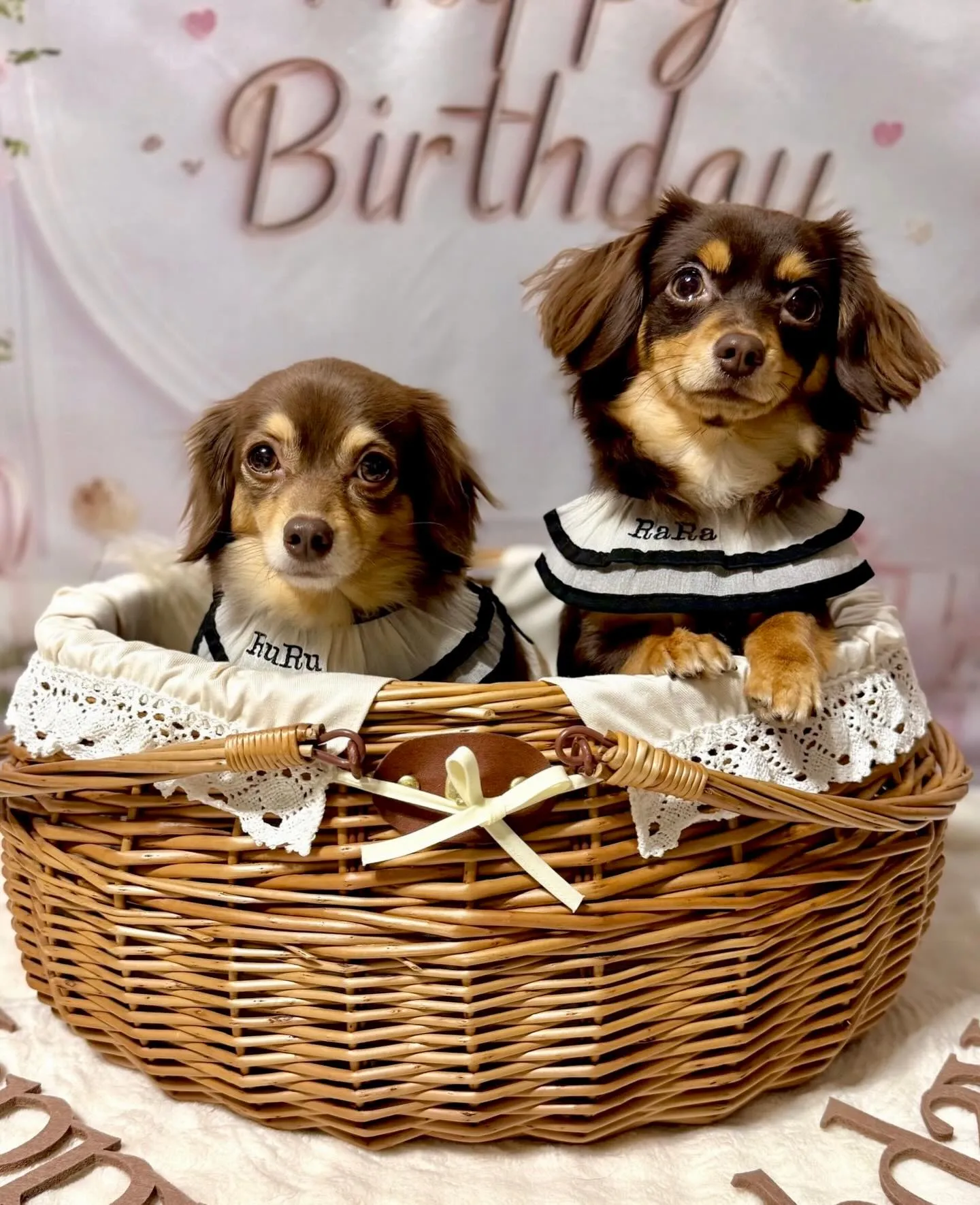 ** ララちゃんバースデー **