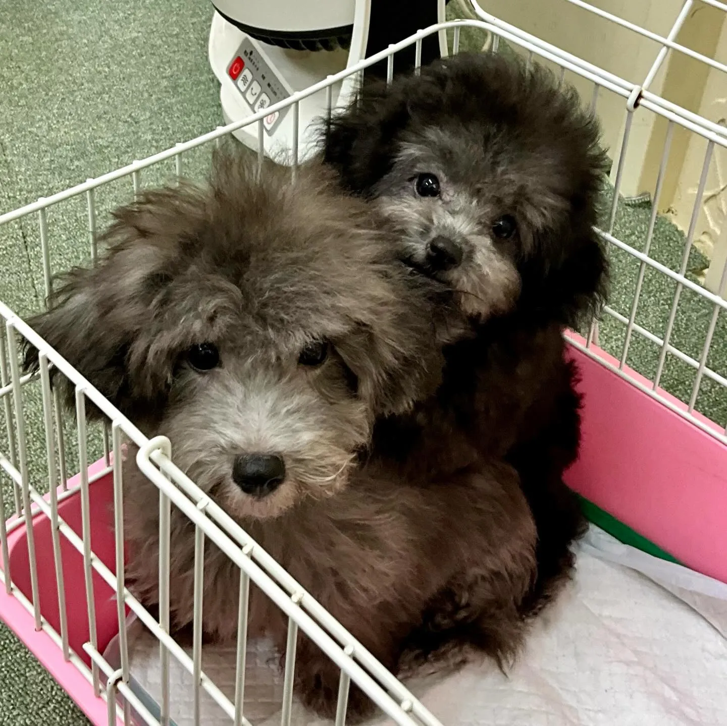 ＊＊ 巣立ち ＊＊