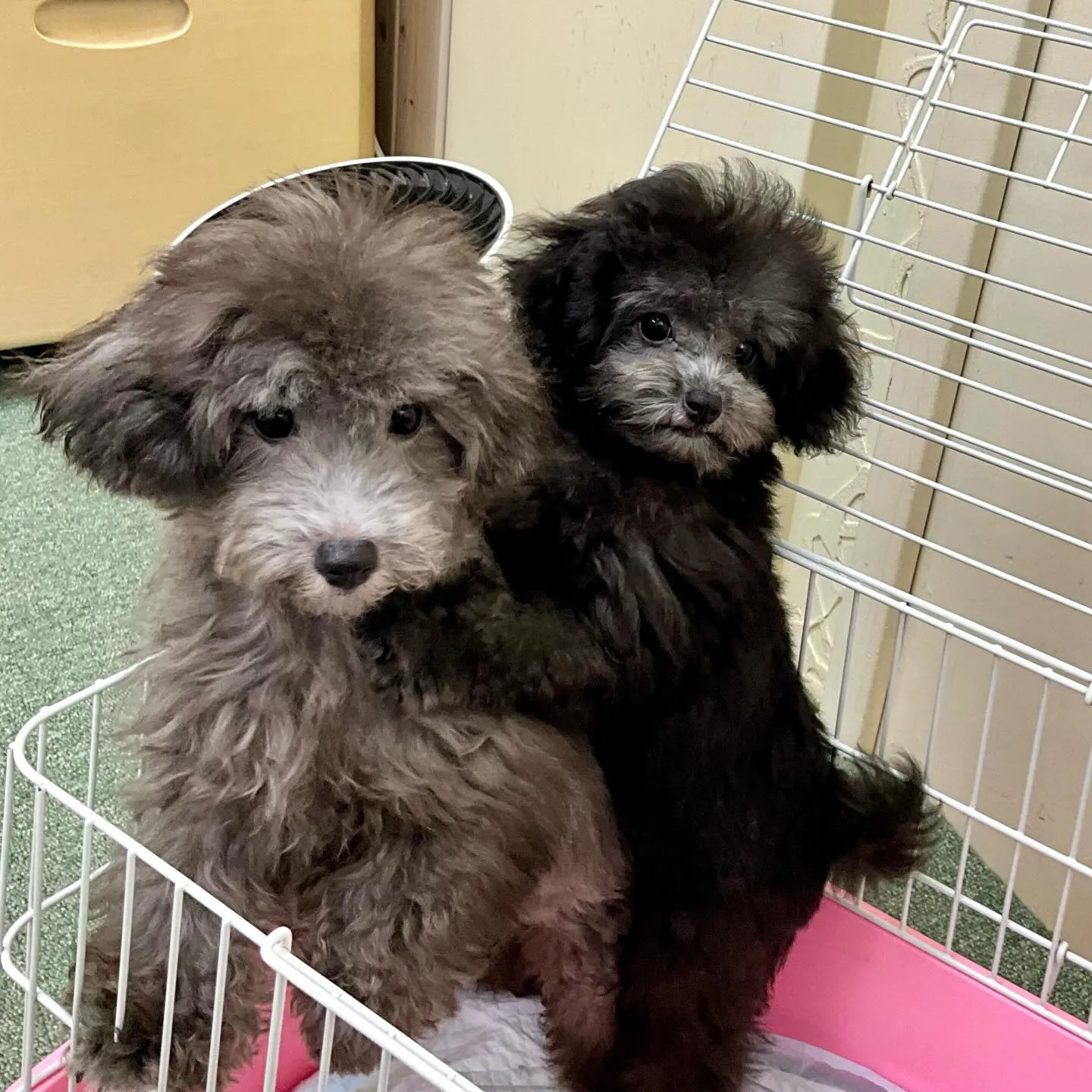 ＊＊ 巣立ち ＊＊