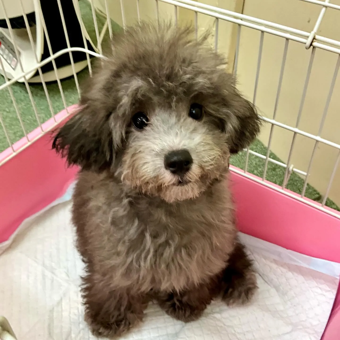 ＊＊ 巣立ち ＊＊