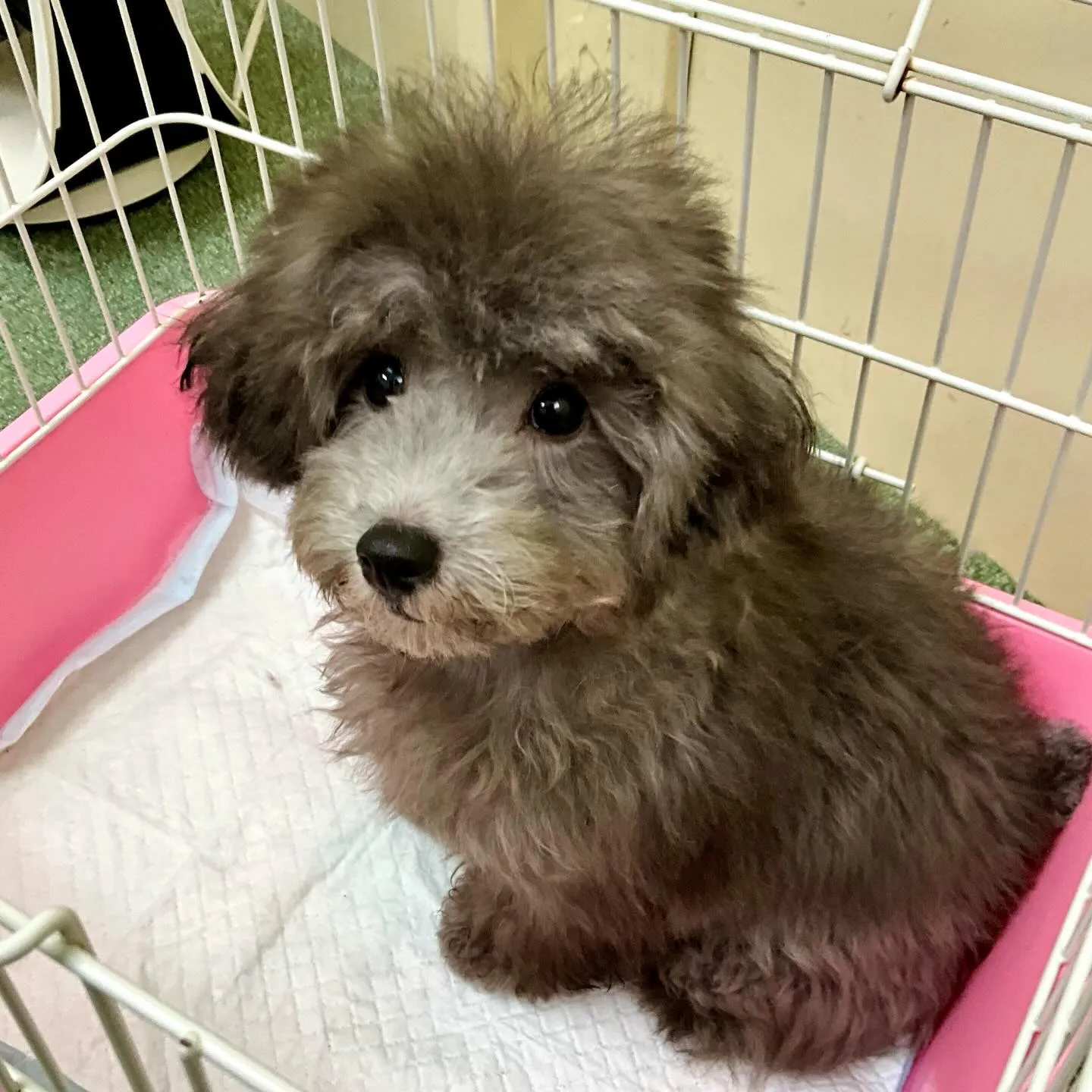 ＊＊ 巣立ち ＊＊