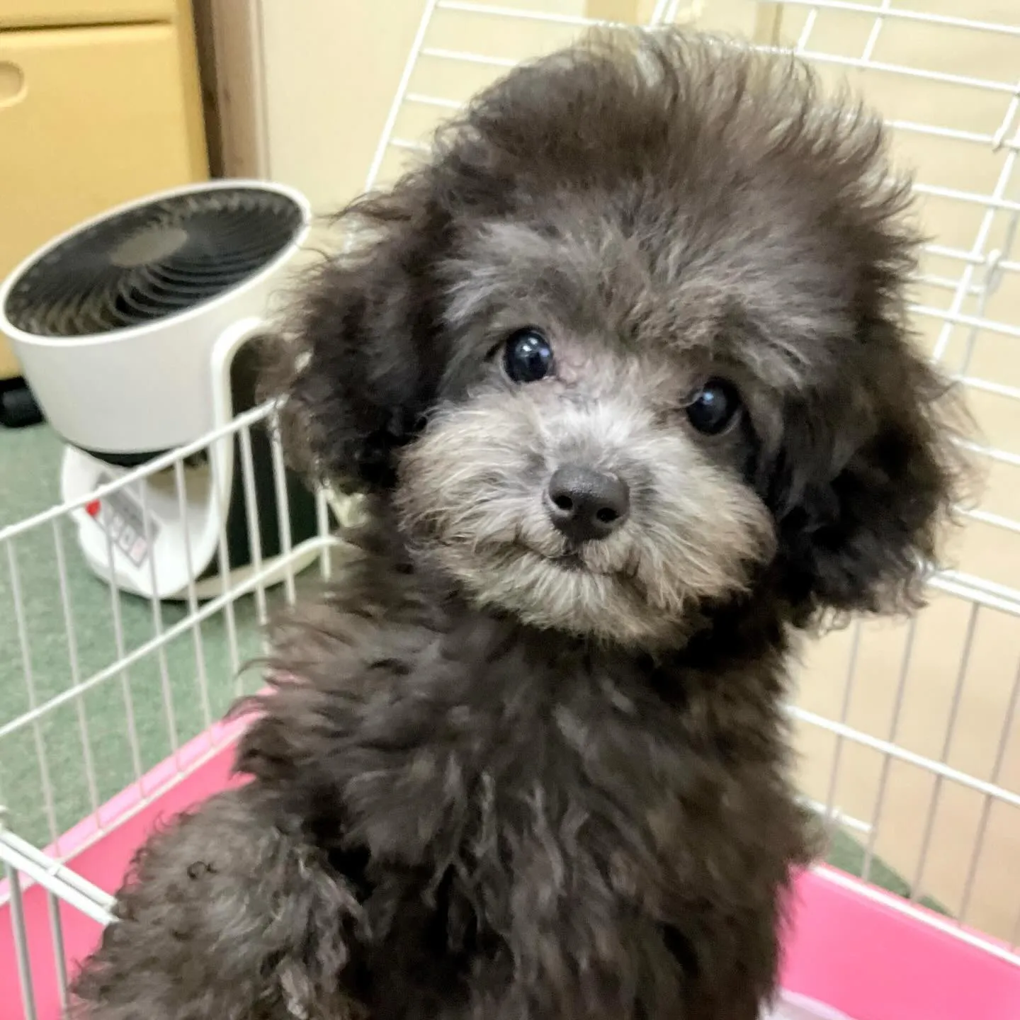 ＊＊ 巣立ち ＊＊