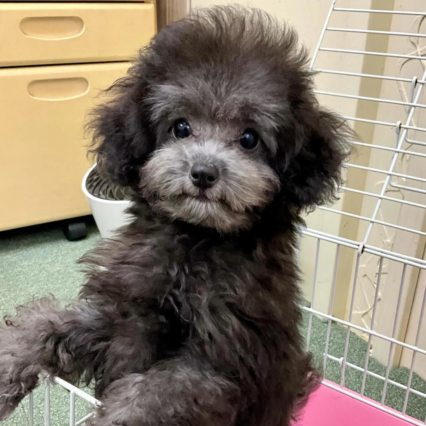 ＊＊ 巣立ち ＊＊