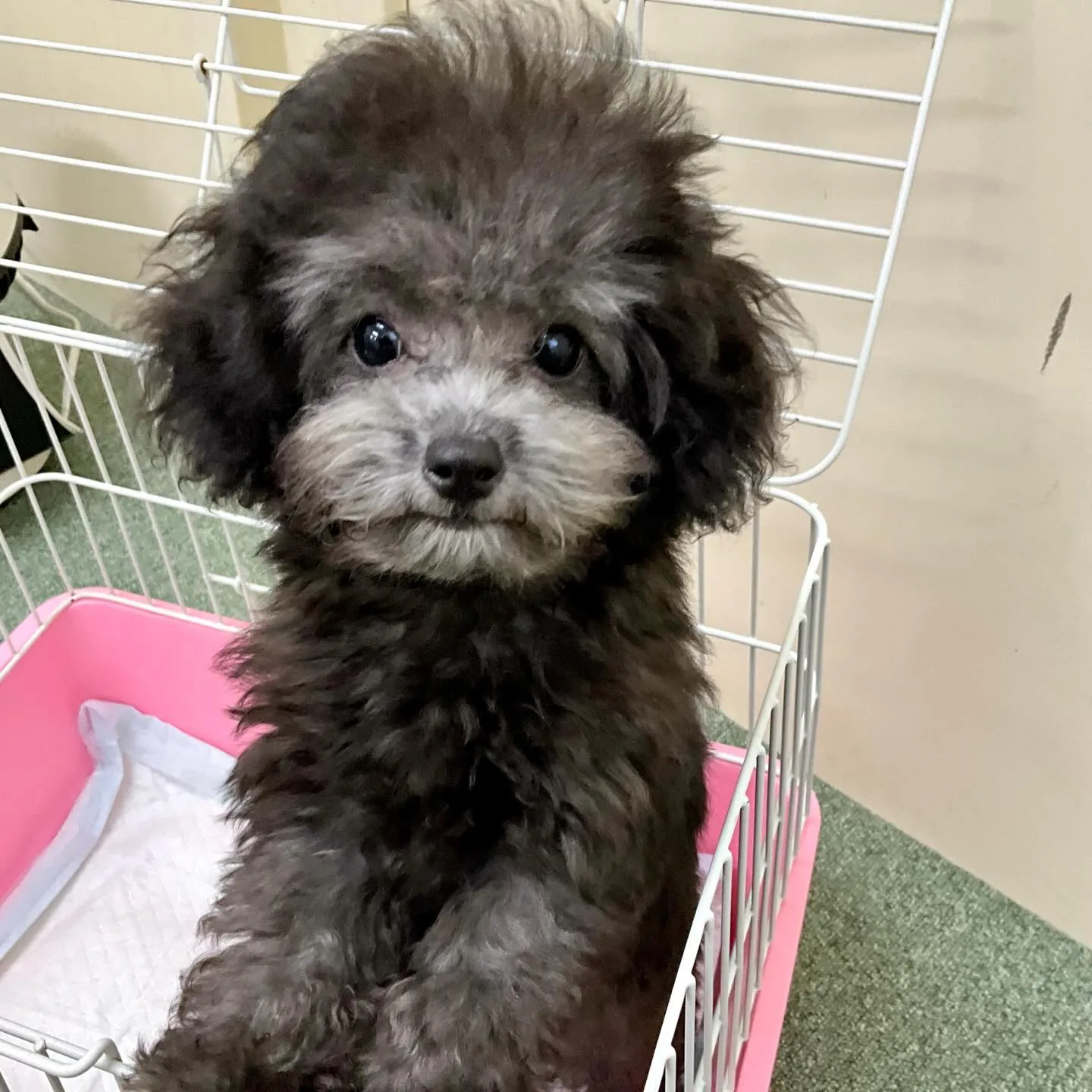 ＊＊ 巣立ち ＊＊