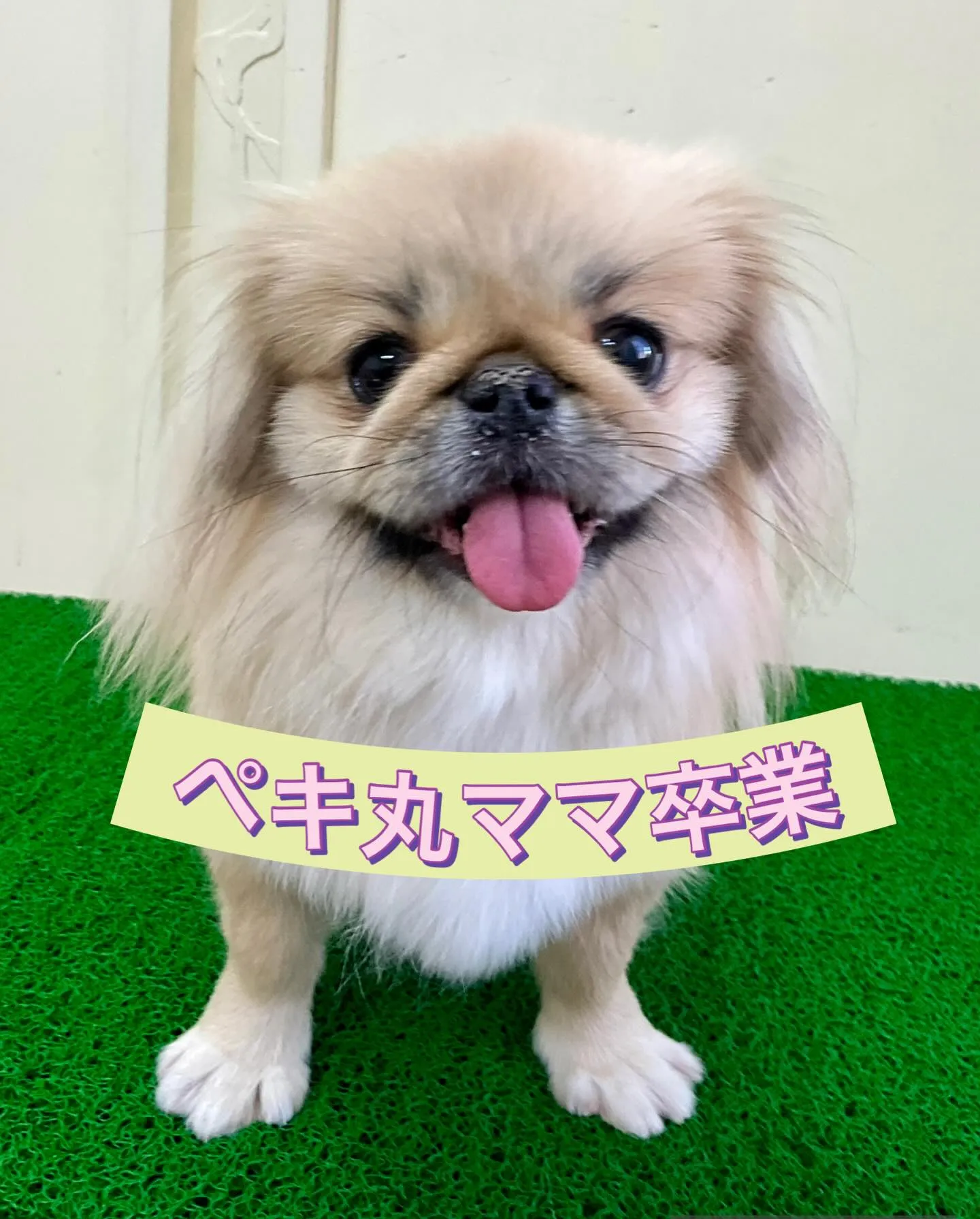 ** ペキ丸ママ卒業 **