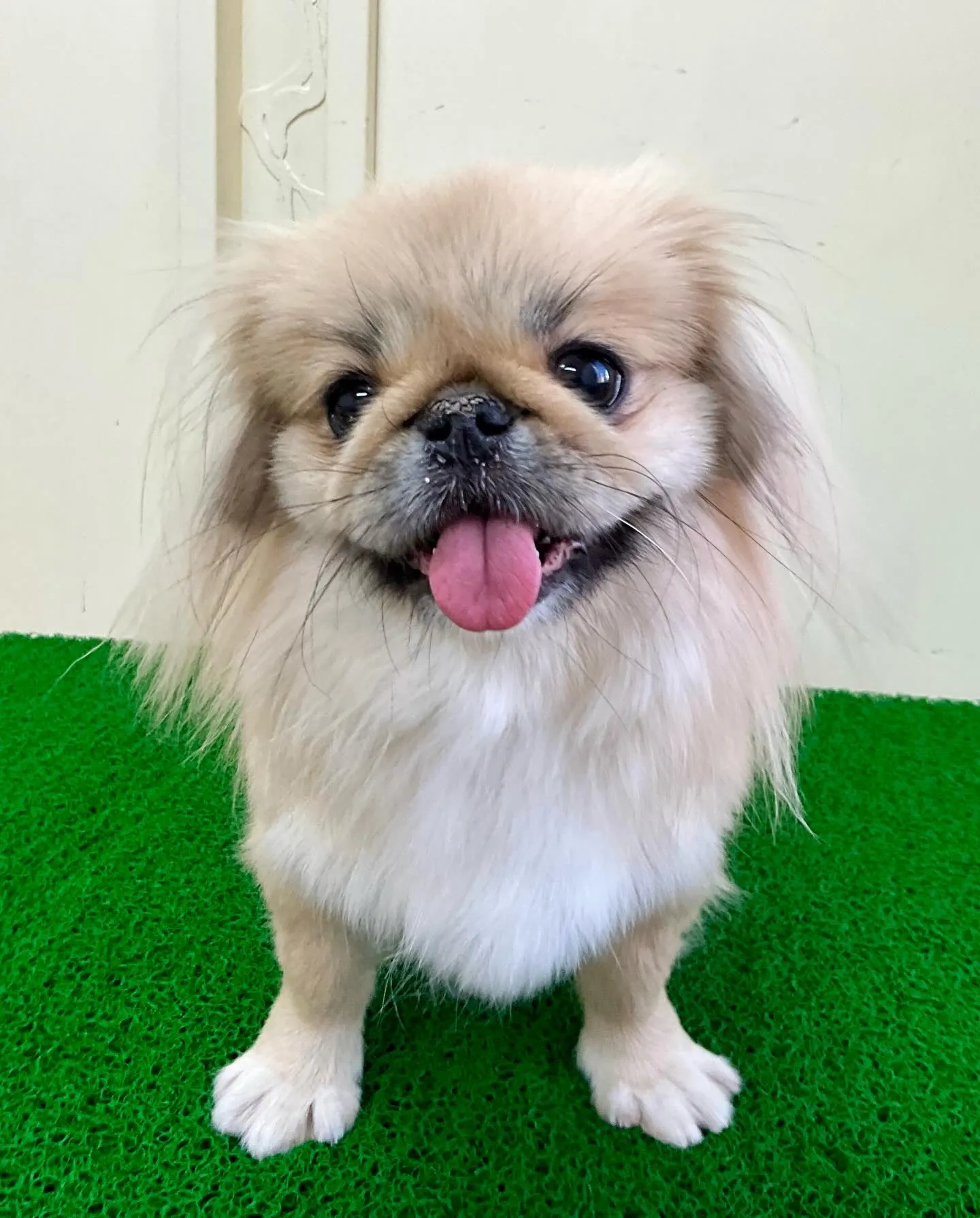 ** ペキ丸ママ卒業 **