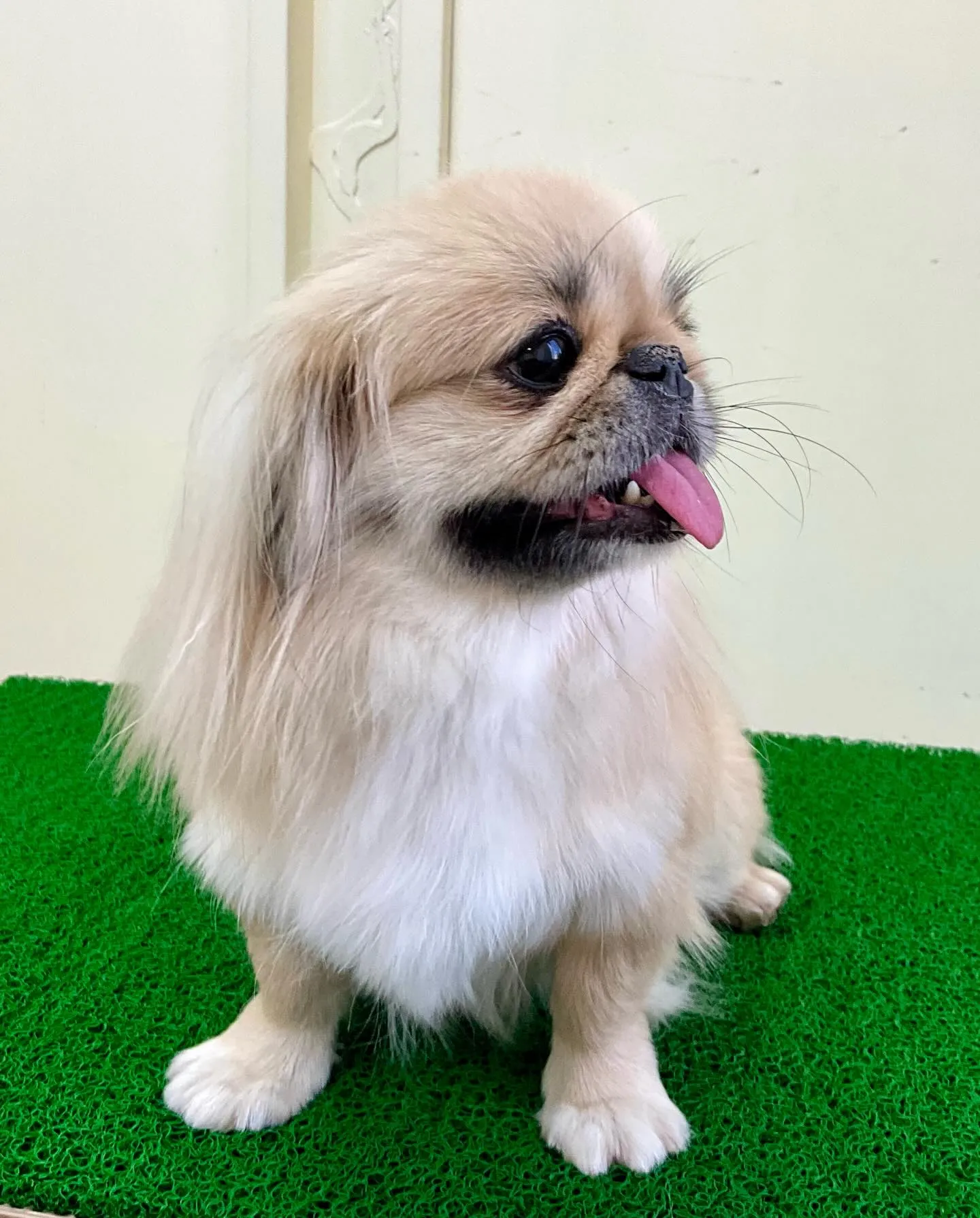 ** ペキ丸ママ卒業 **