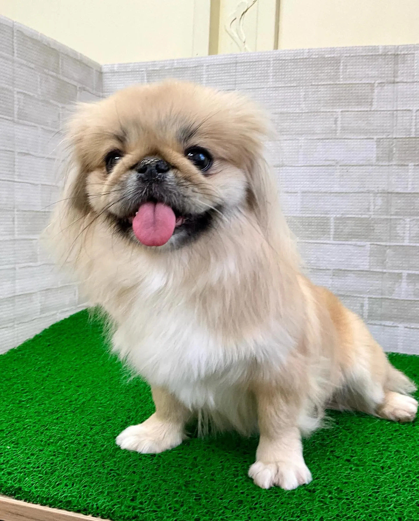 ** ペキ丸ママ卒業 **