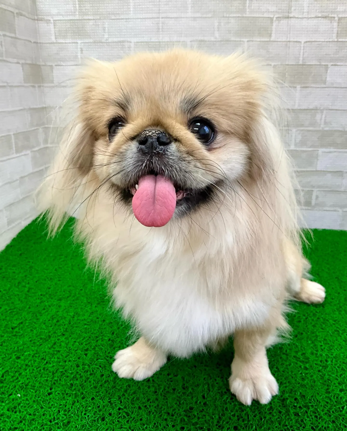 ** ペキ丸ママ卒業 **