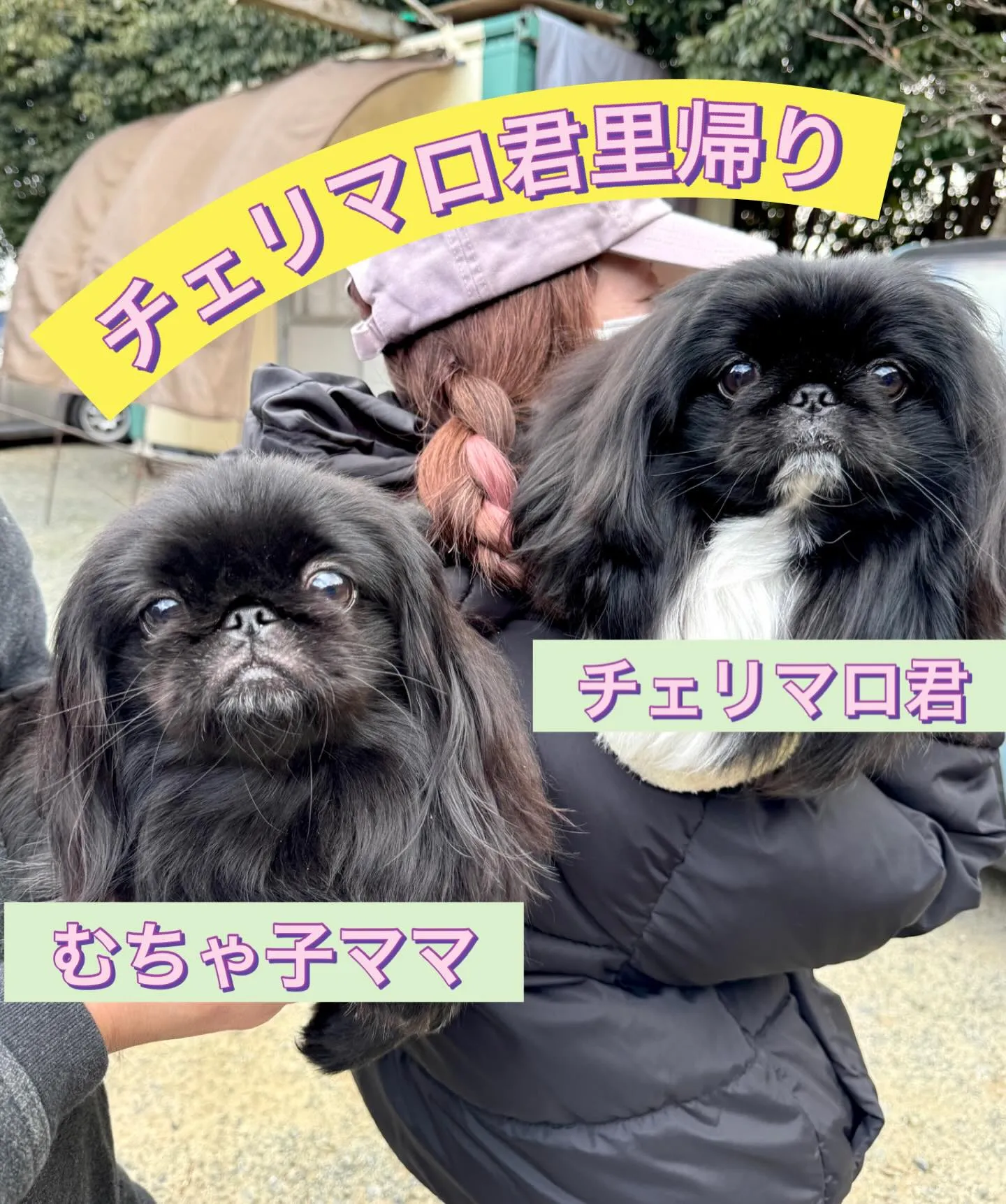 ** チェリマロ君里帰り **