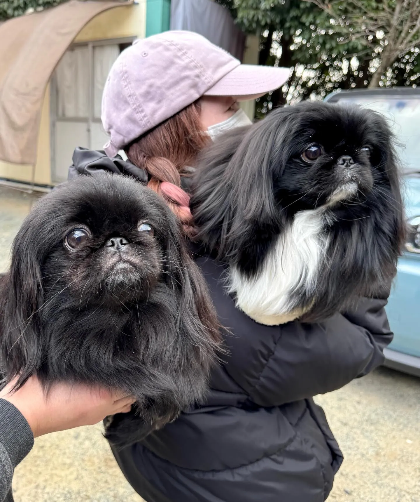 ** チェリマロ君里帰り **