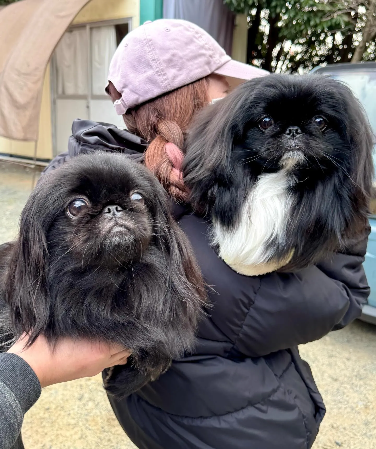 ** チェリマロ君里帰り **