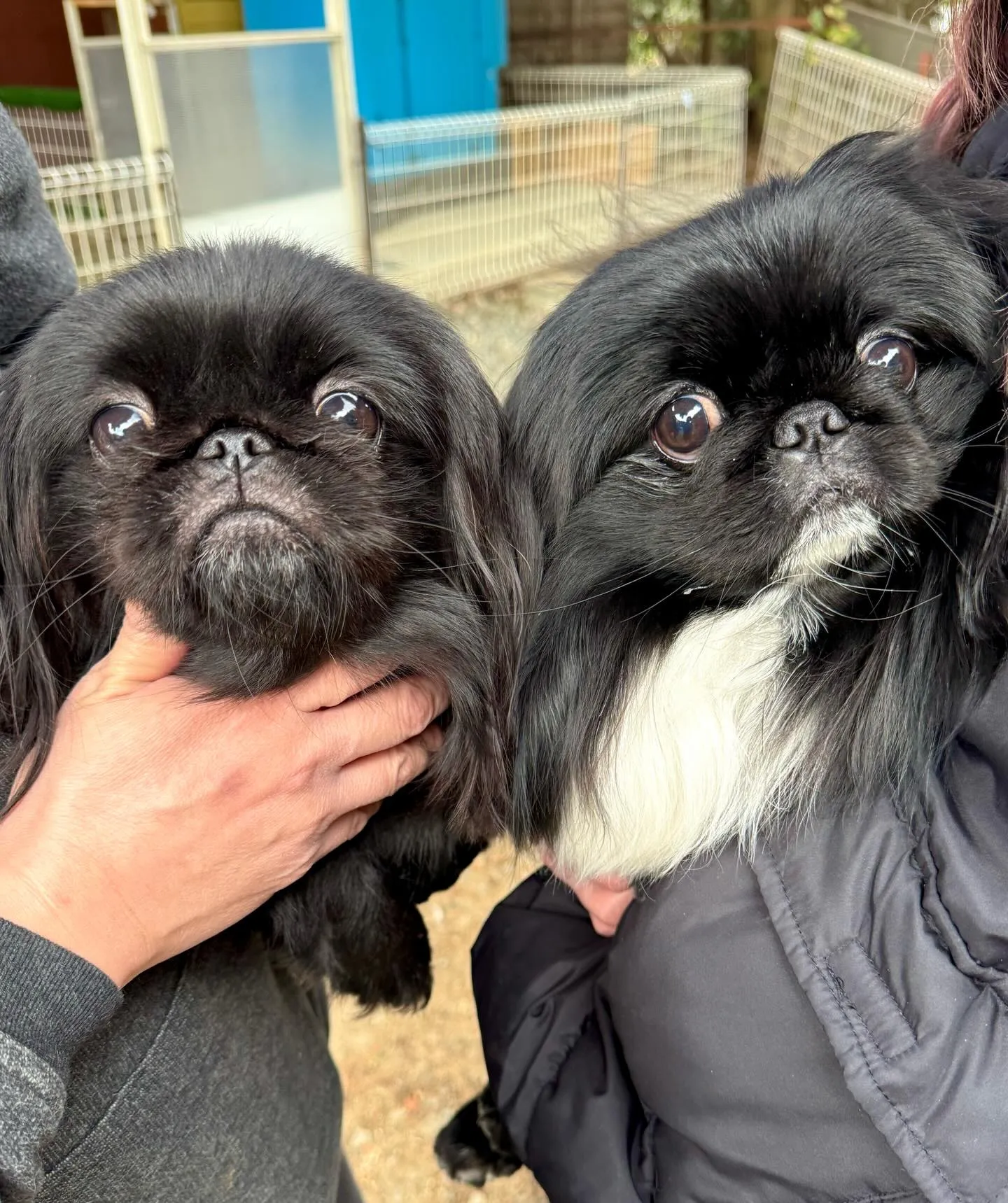 ** チェリマロ君里帰り **