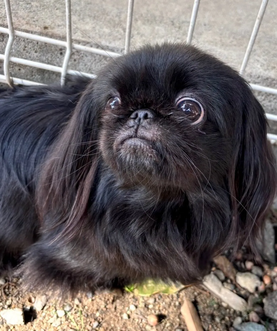 ** チェリマロ君里帰り **