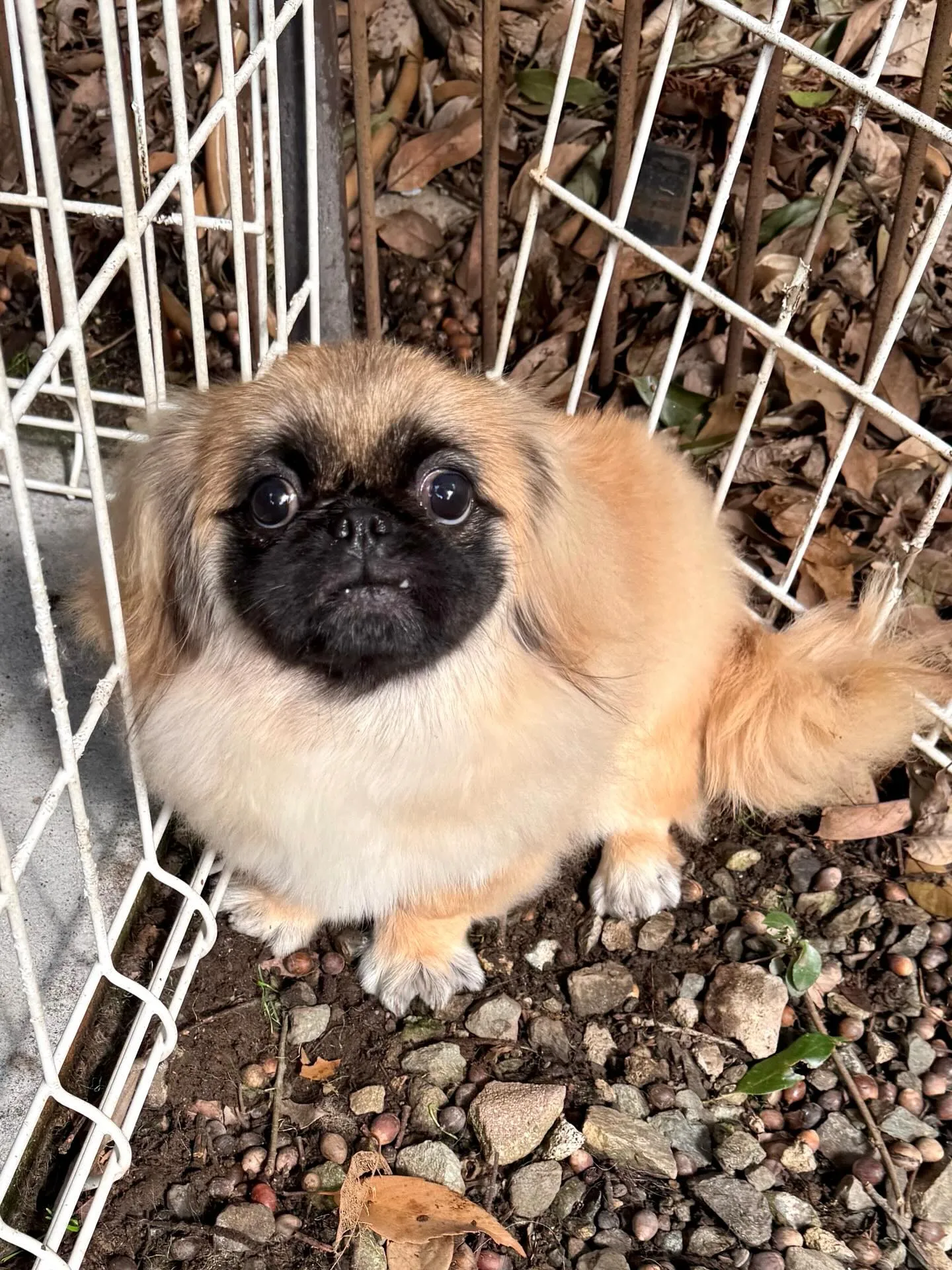 ** チェリマロ君里帰り **