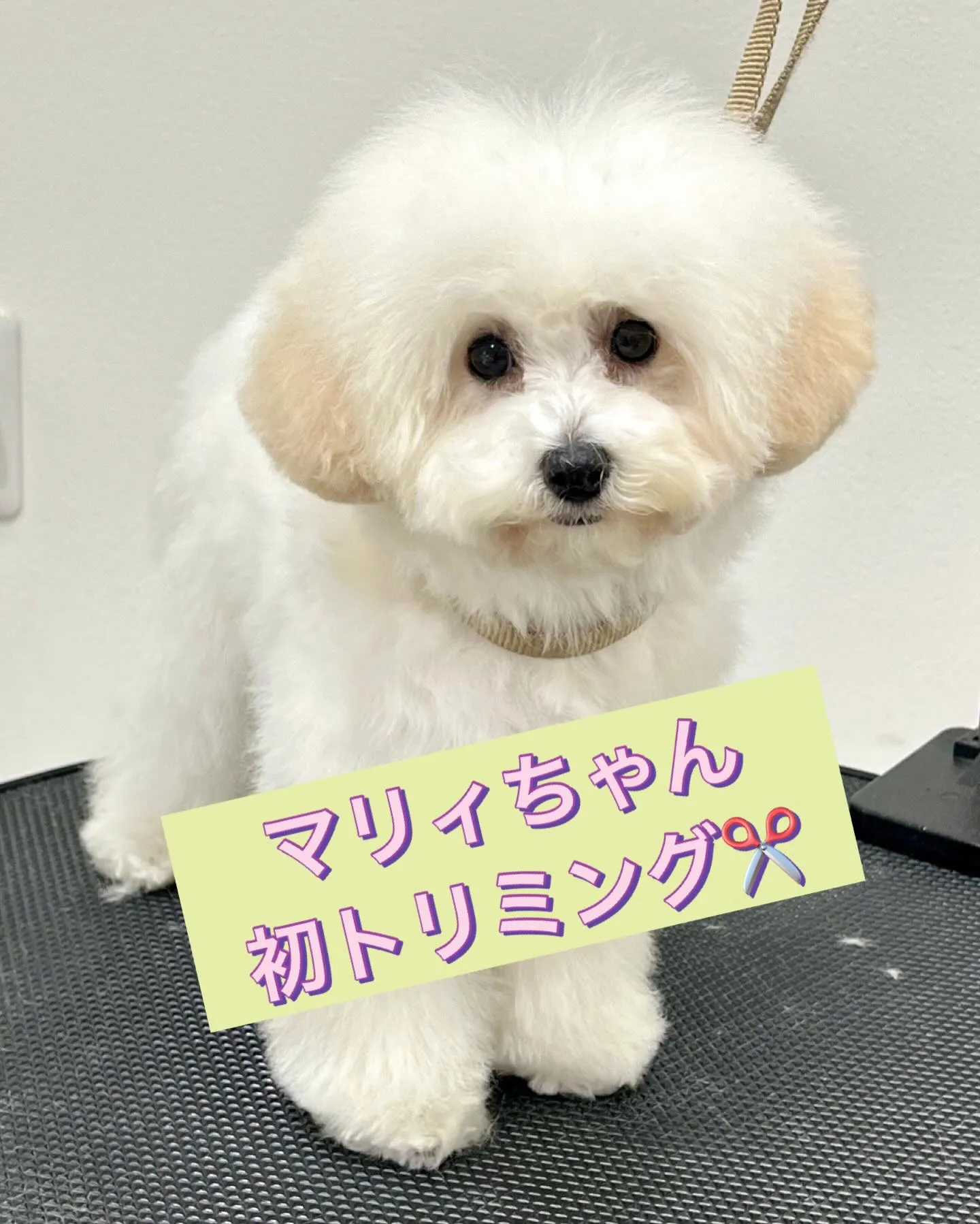 ** マリィちゃん初トリミング **