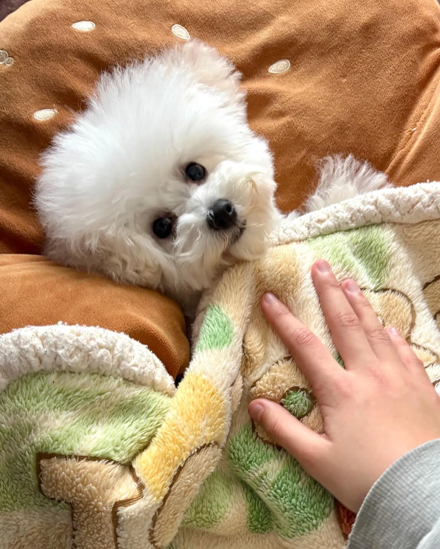 ** マリィちゃん初トリミング **