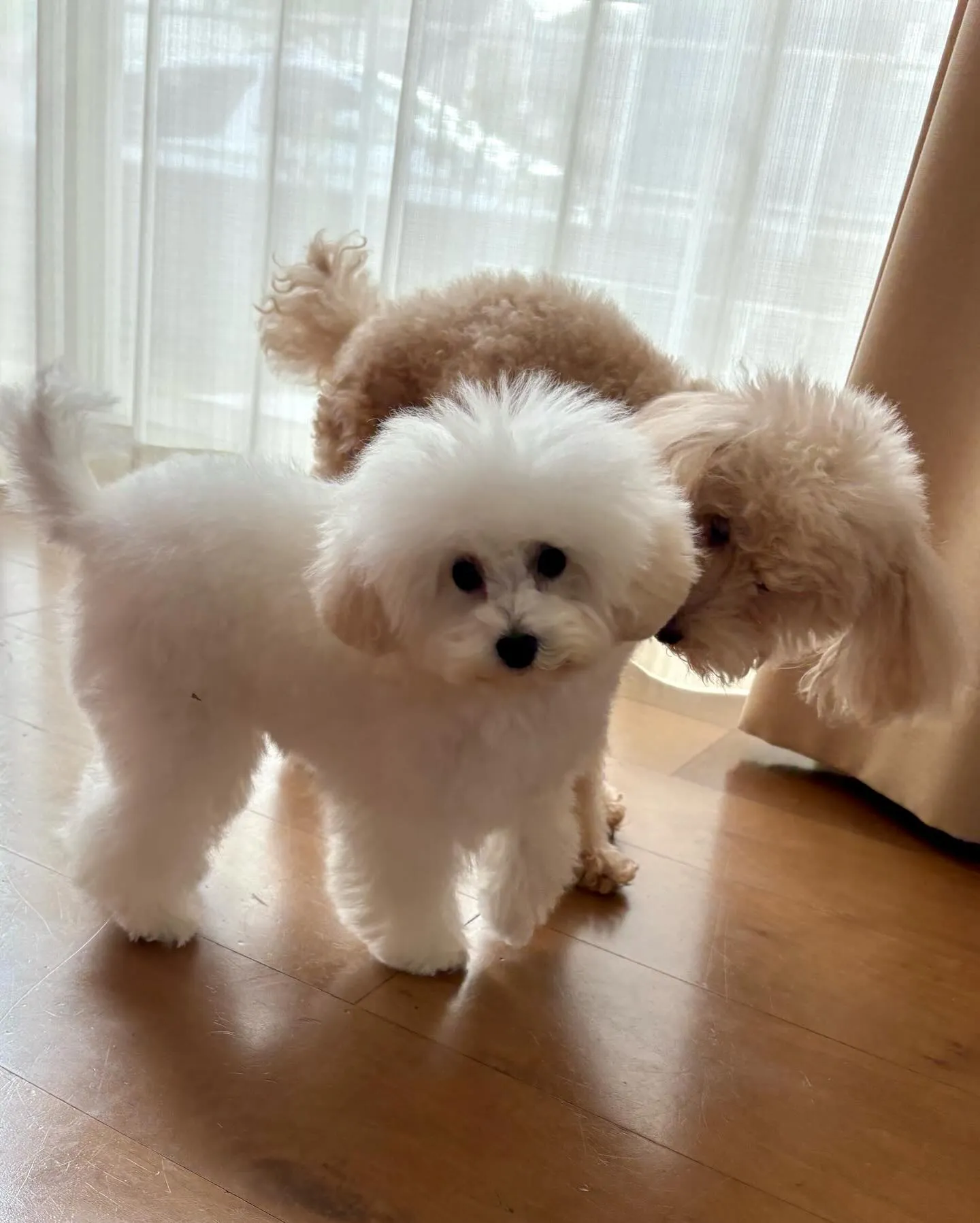 ** マリィちゃん初トリミング **