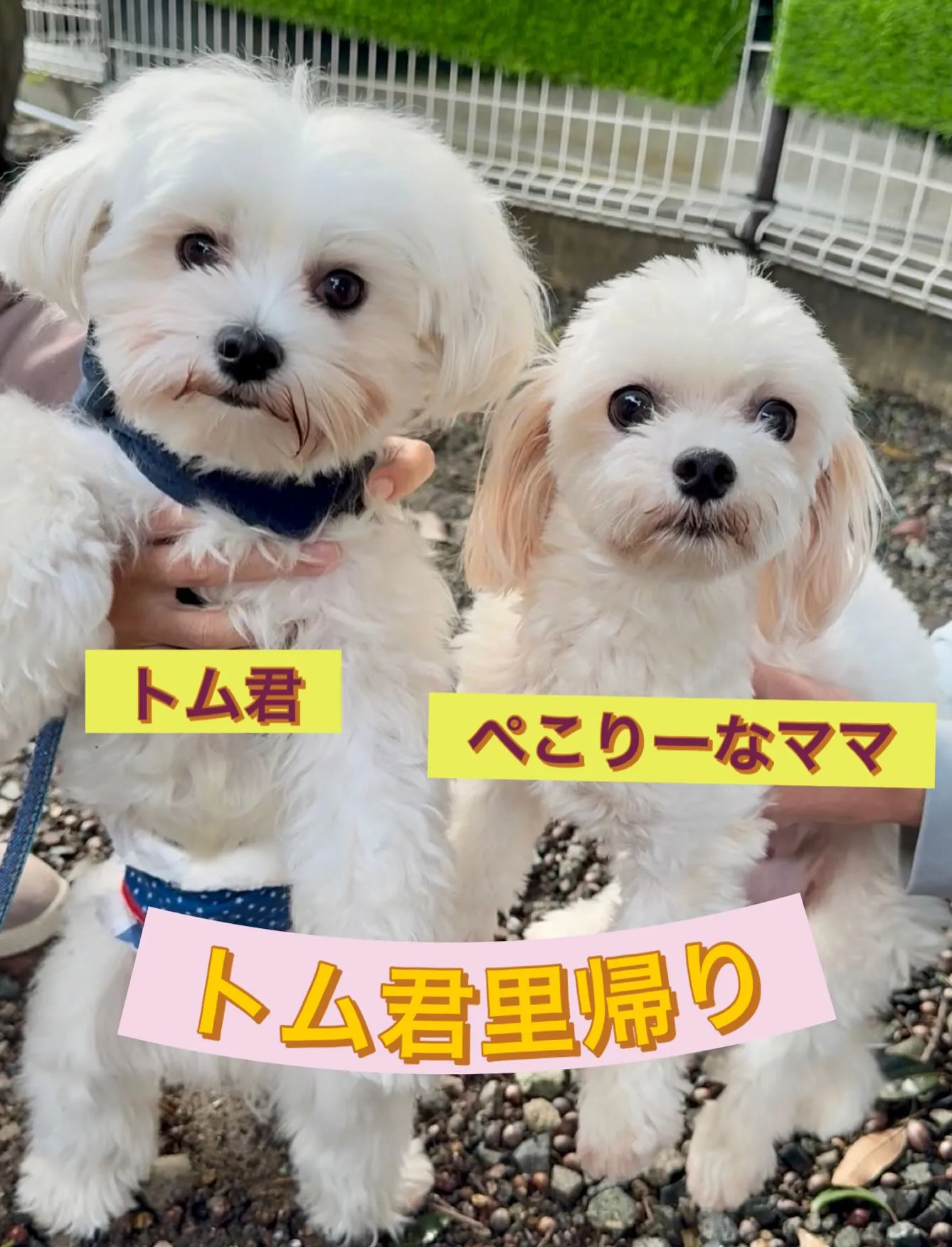 ** トム君里帰り **